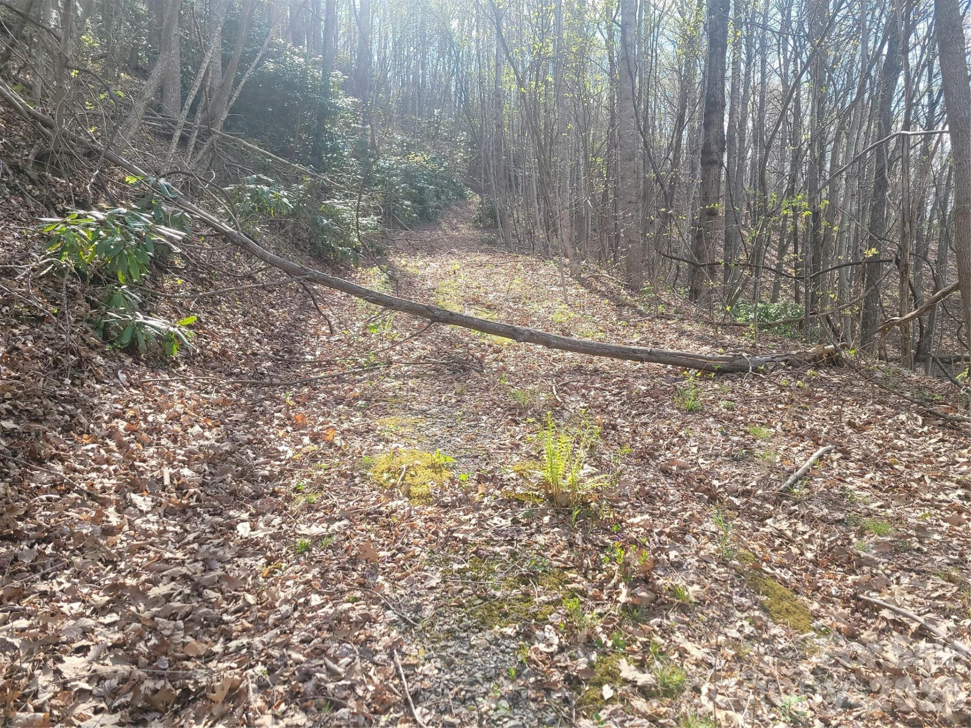 9999 Lytle Cove Road Road - Photo 3