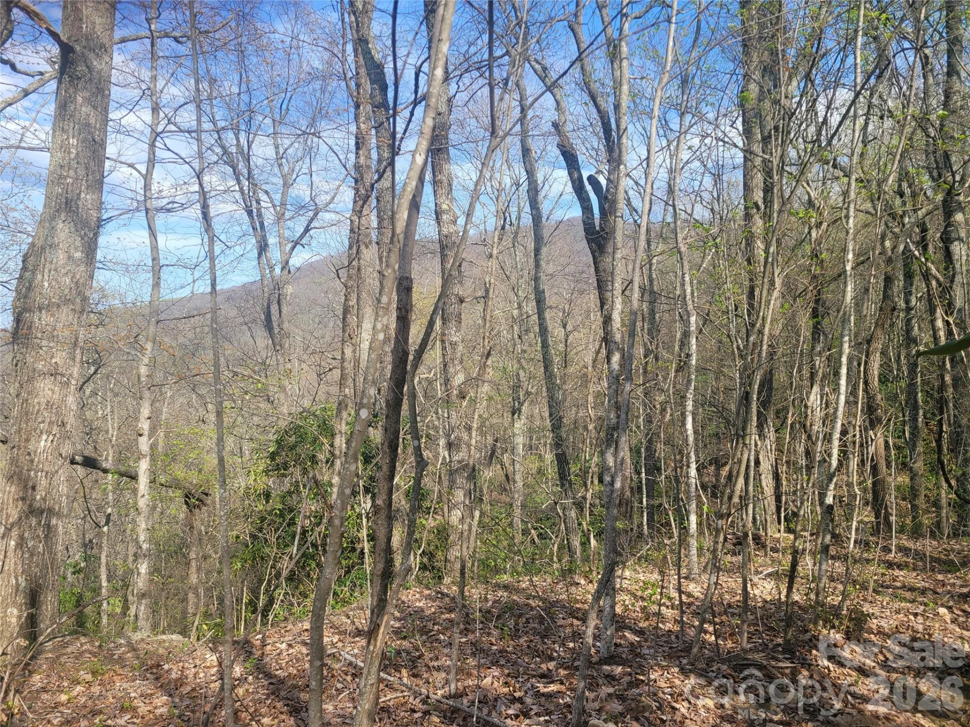 9999 Lytle Cove Road Road - Photo 5