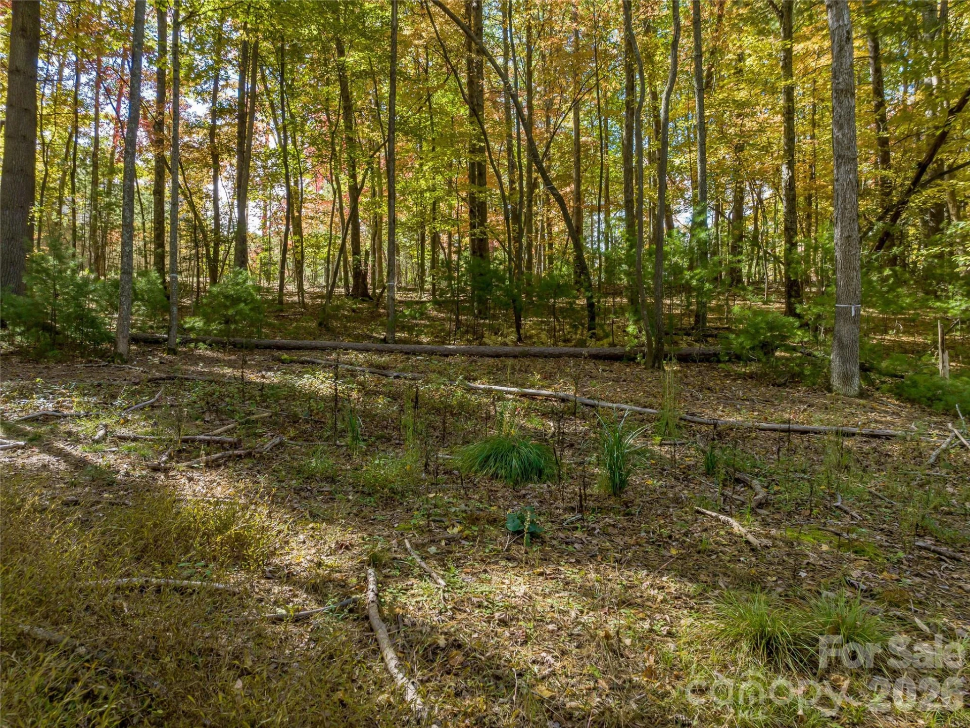 75 Emerald Necklace Drive #411 - Photo 6