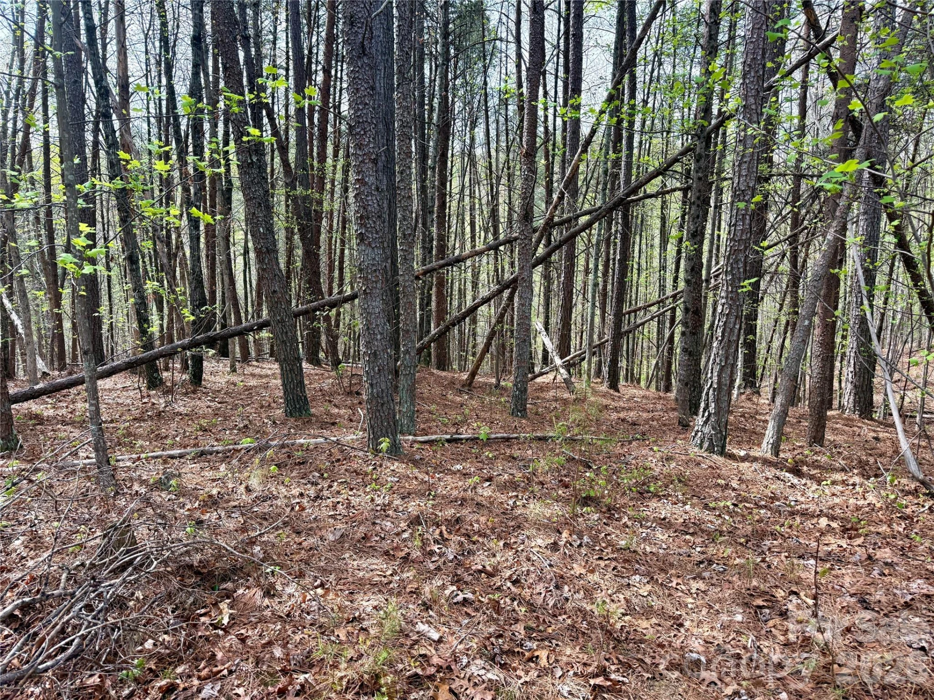 Lot 488 Bella Vista Way #488 - Photo 6