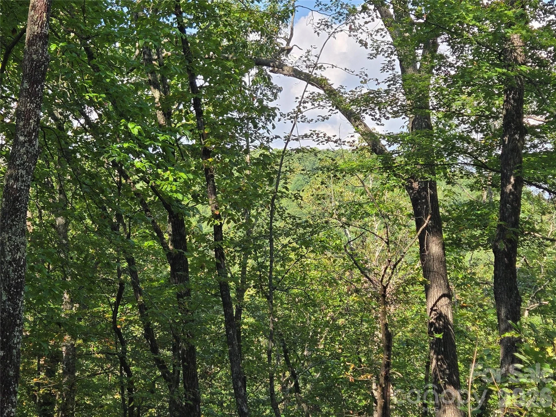 303 Ladd Ridge - Photo 22
