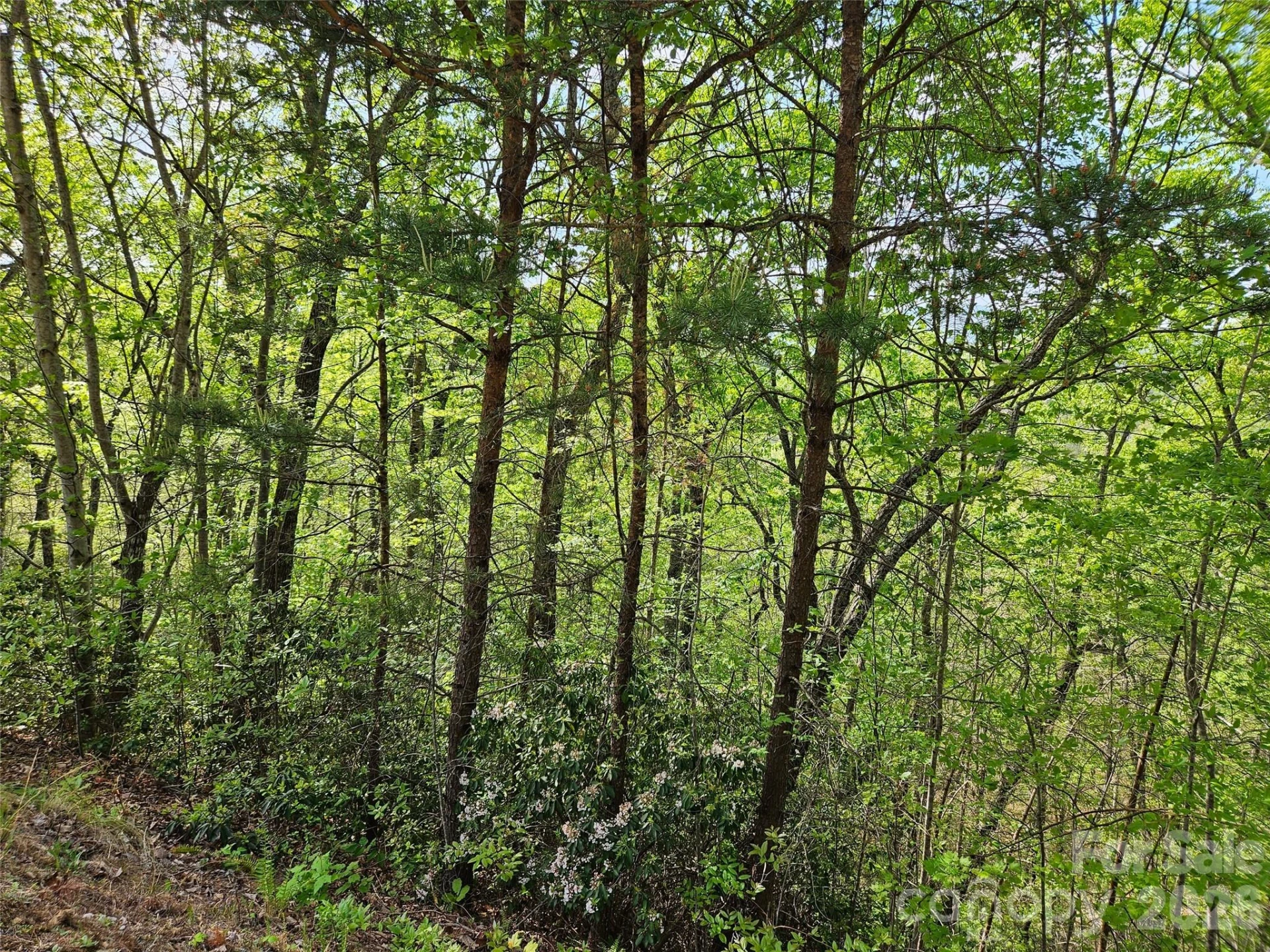 0 High Pines Loop #101 - Photo 9