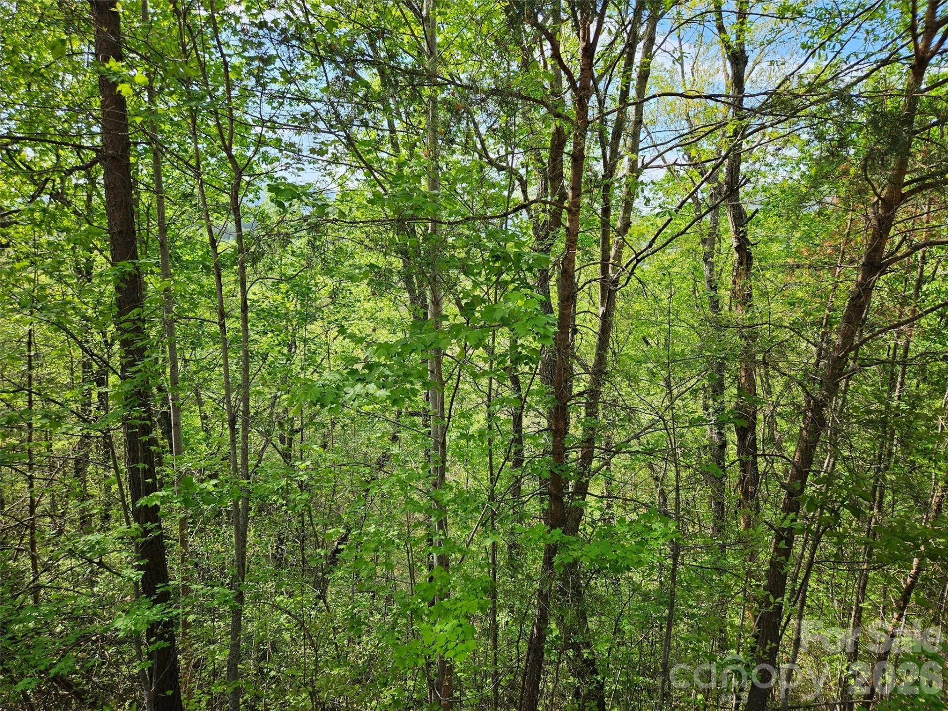0 High Pines Loop #101 - Photo 10
