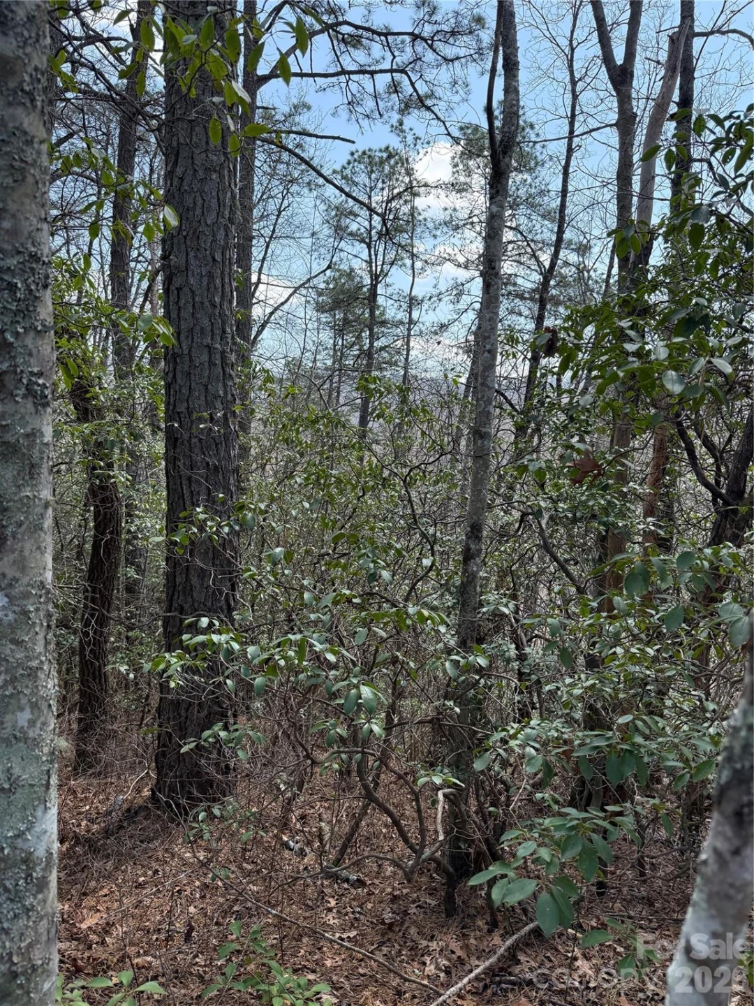 00 Line Runner Ridge Road - Photo 6