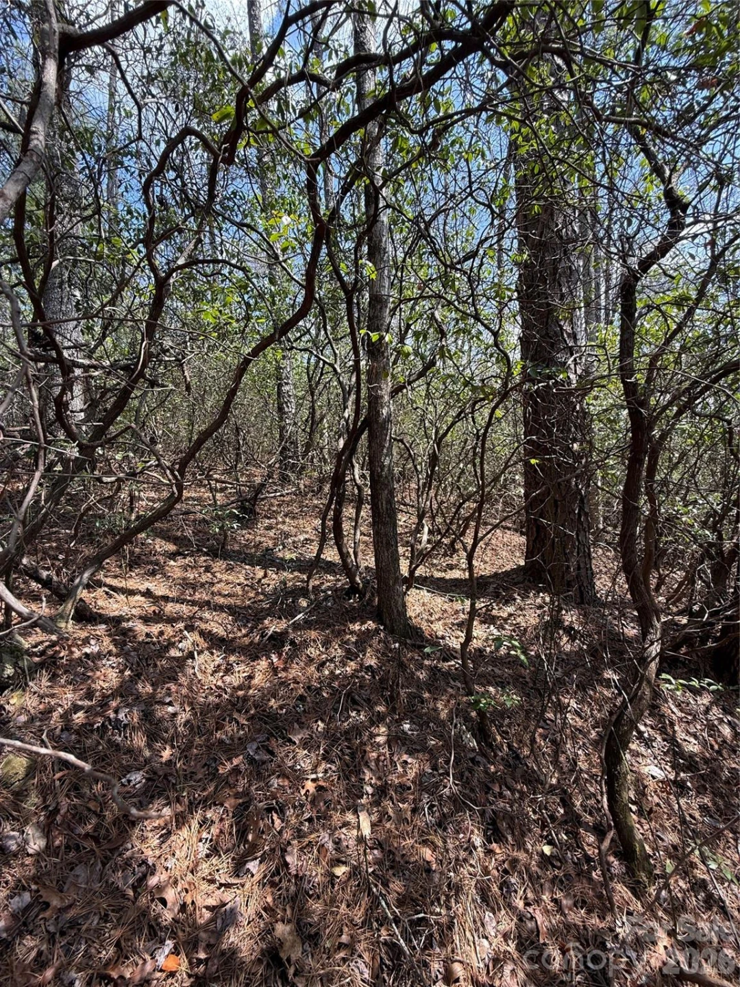 00 Line Runner Ridge Road - Photo 9