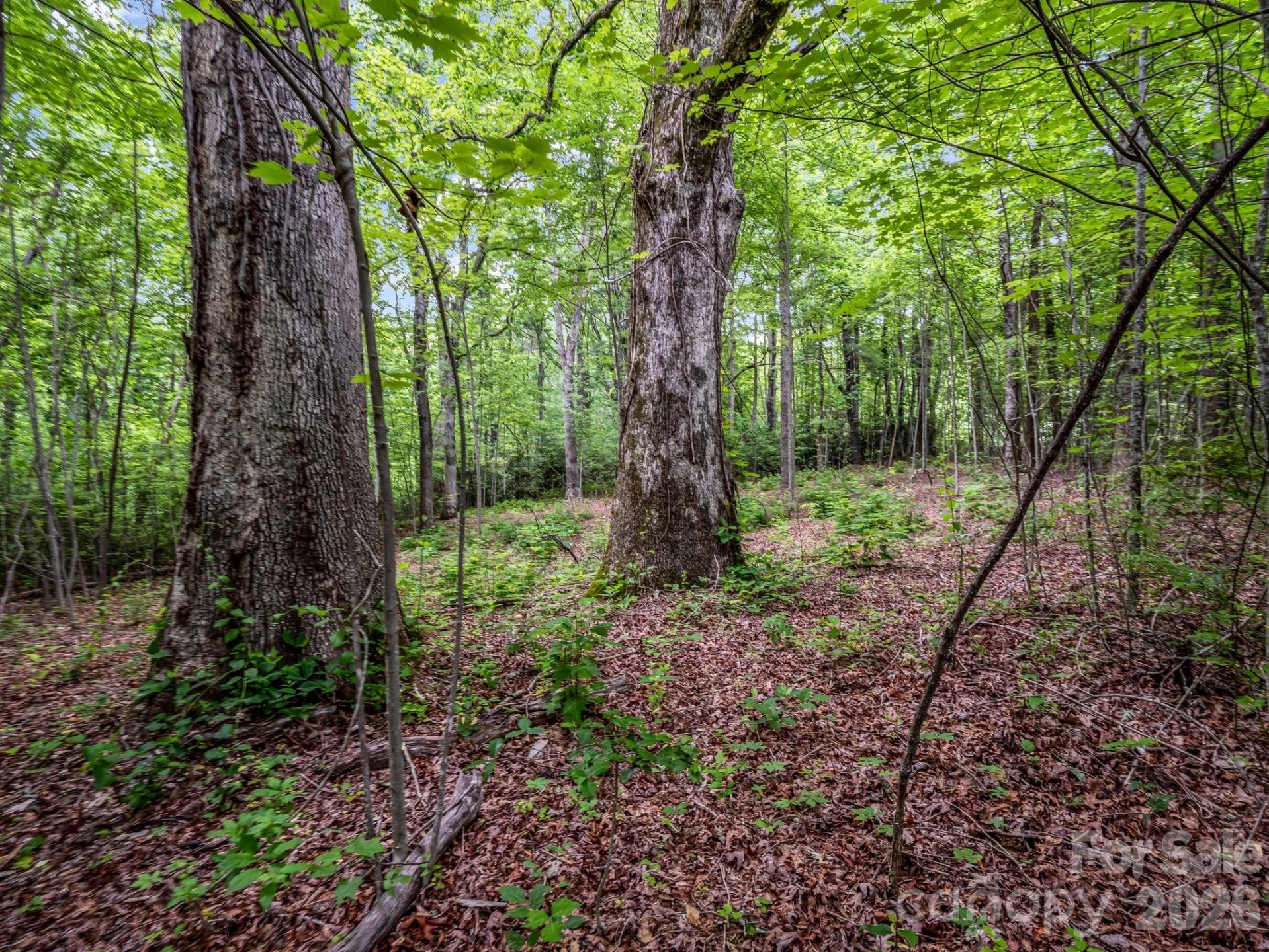 168 Tarnhill Drive - Photo 8