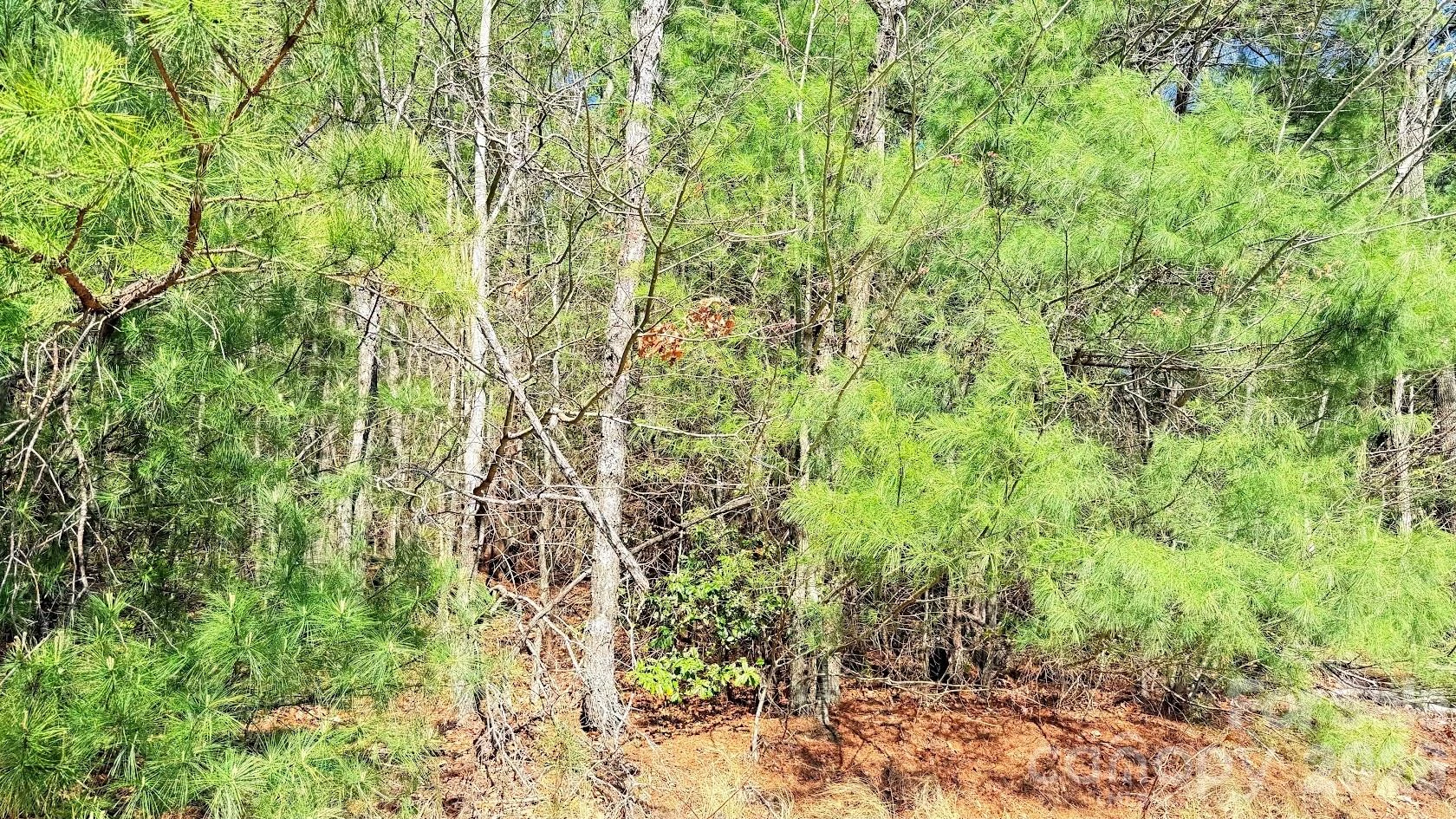 000 Jeter Mountain Road - Photo 5