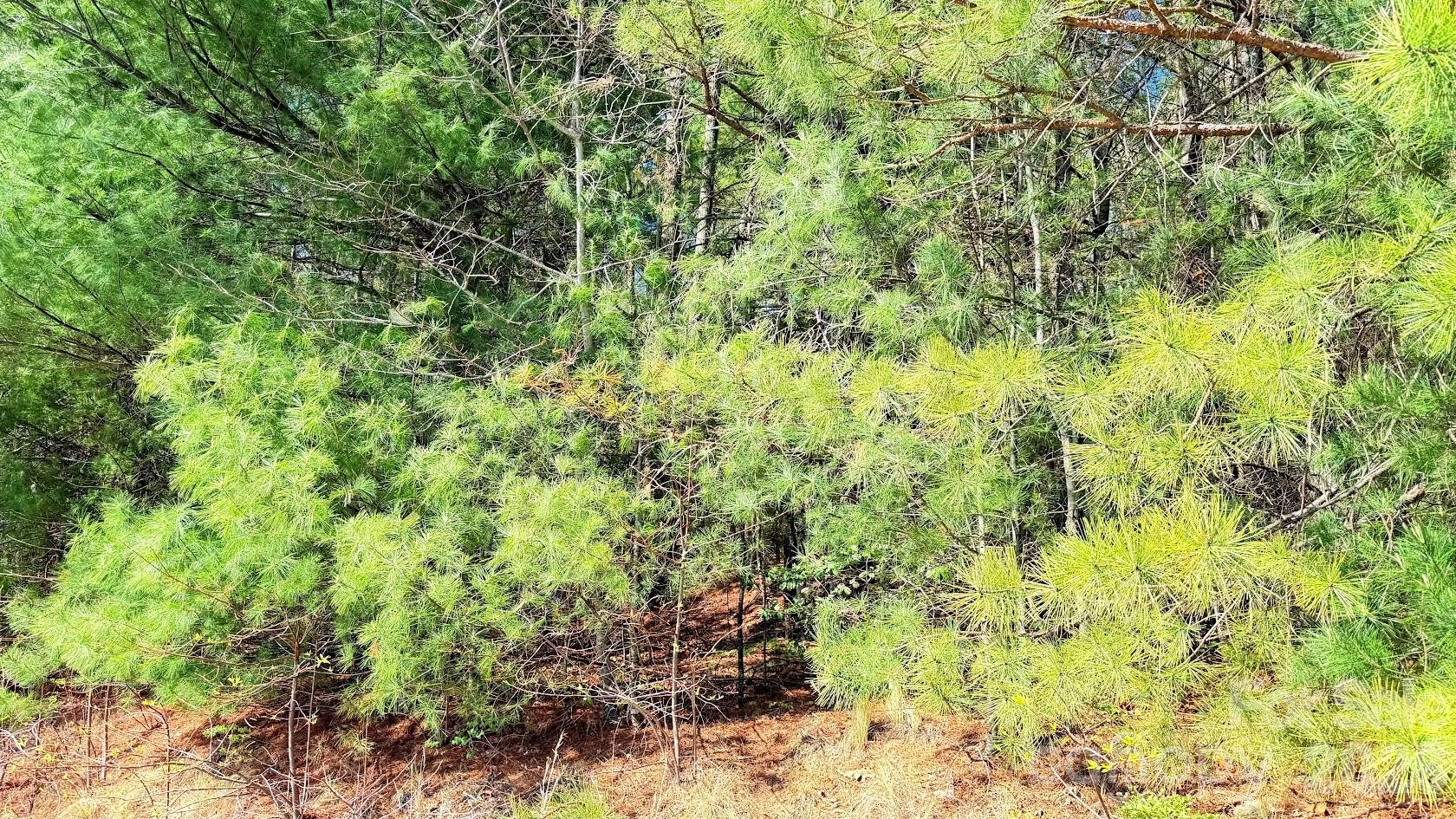 000 Jeter Mountain Road - Photo 6