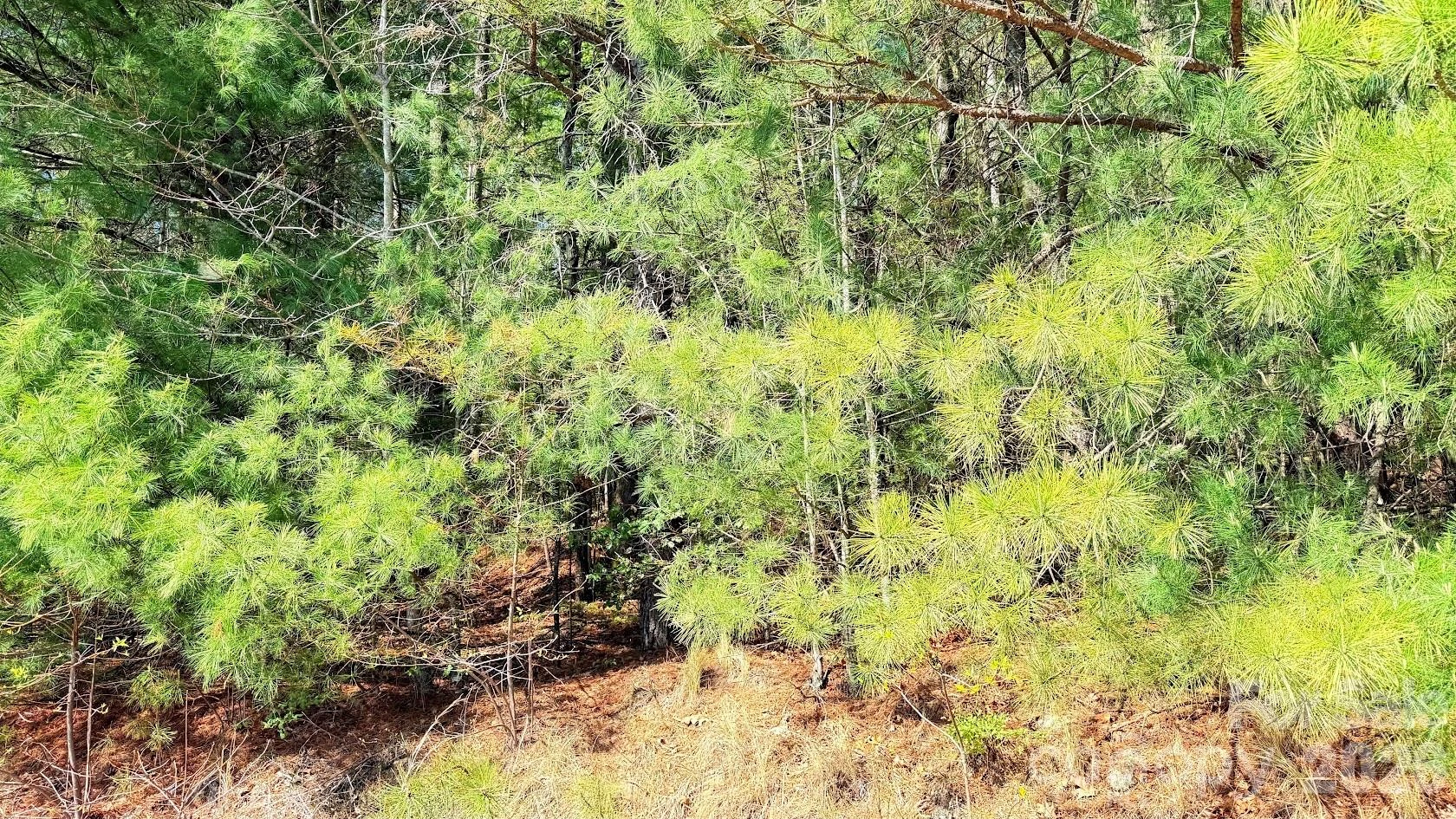 000 Jeter Mountain Road - Photo 8
