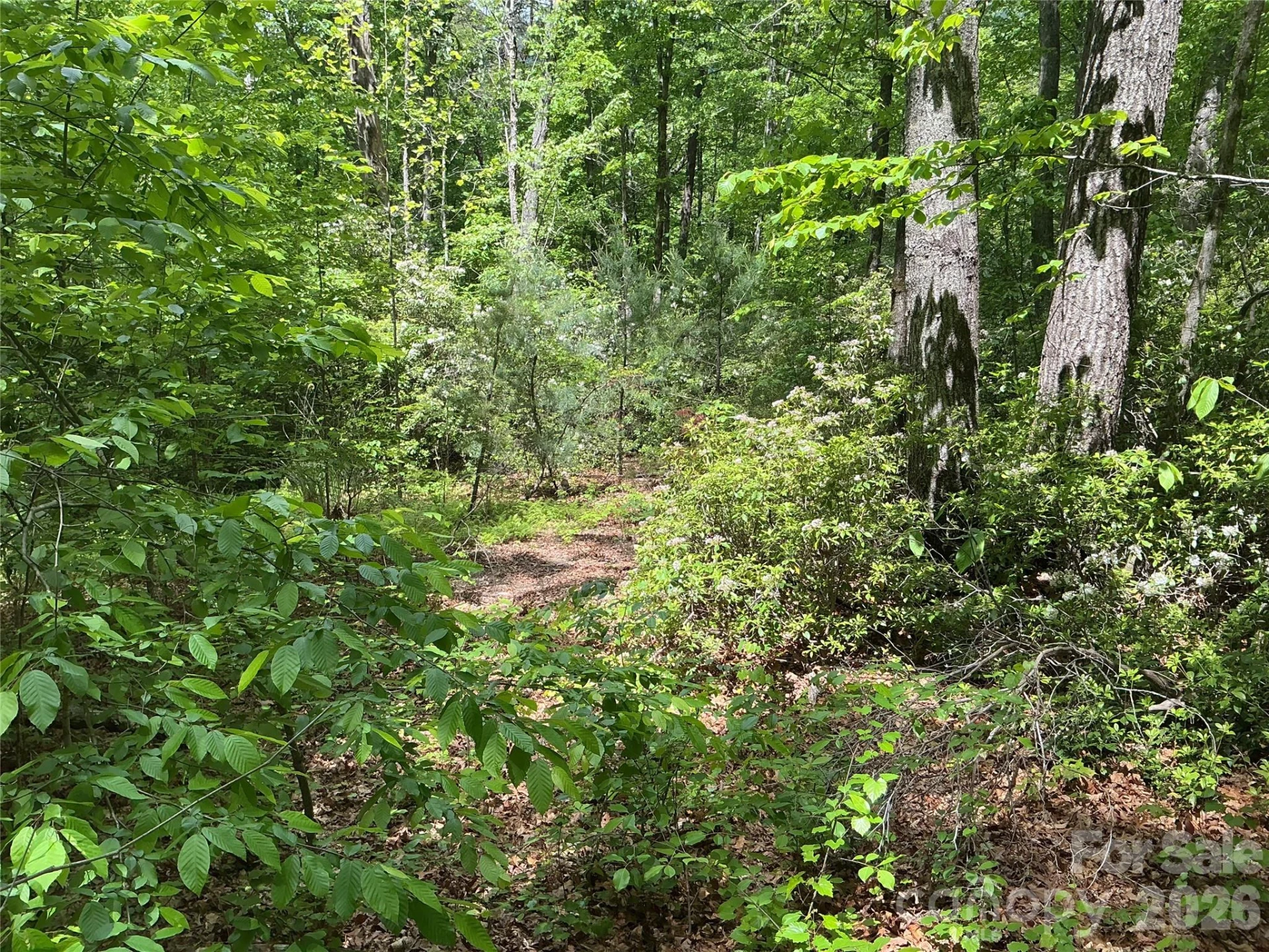 00 Green River Cove Road - Photo 3