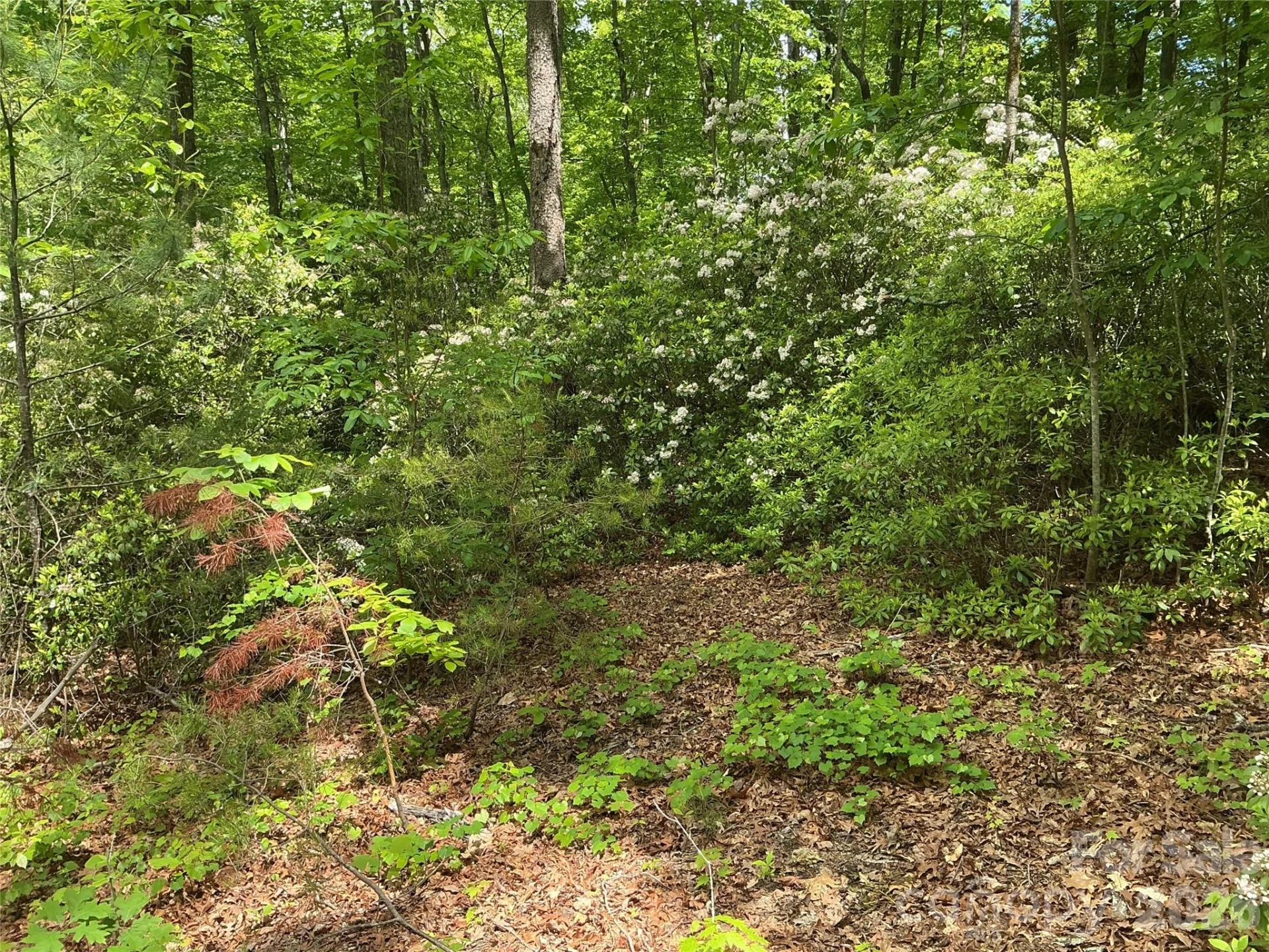 00 Green River Cove Road - Photo 4