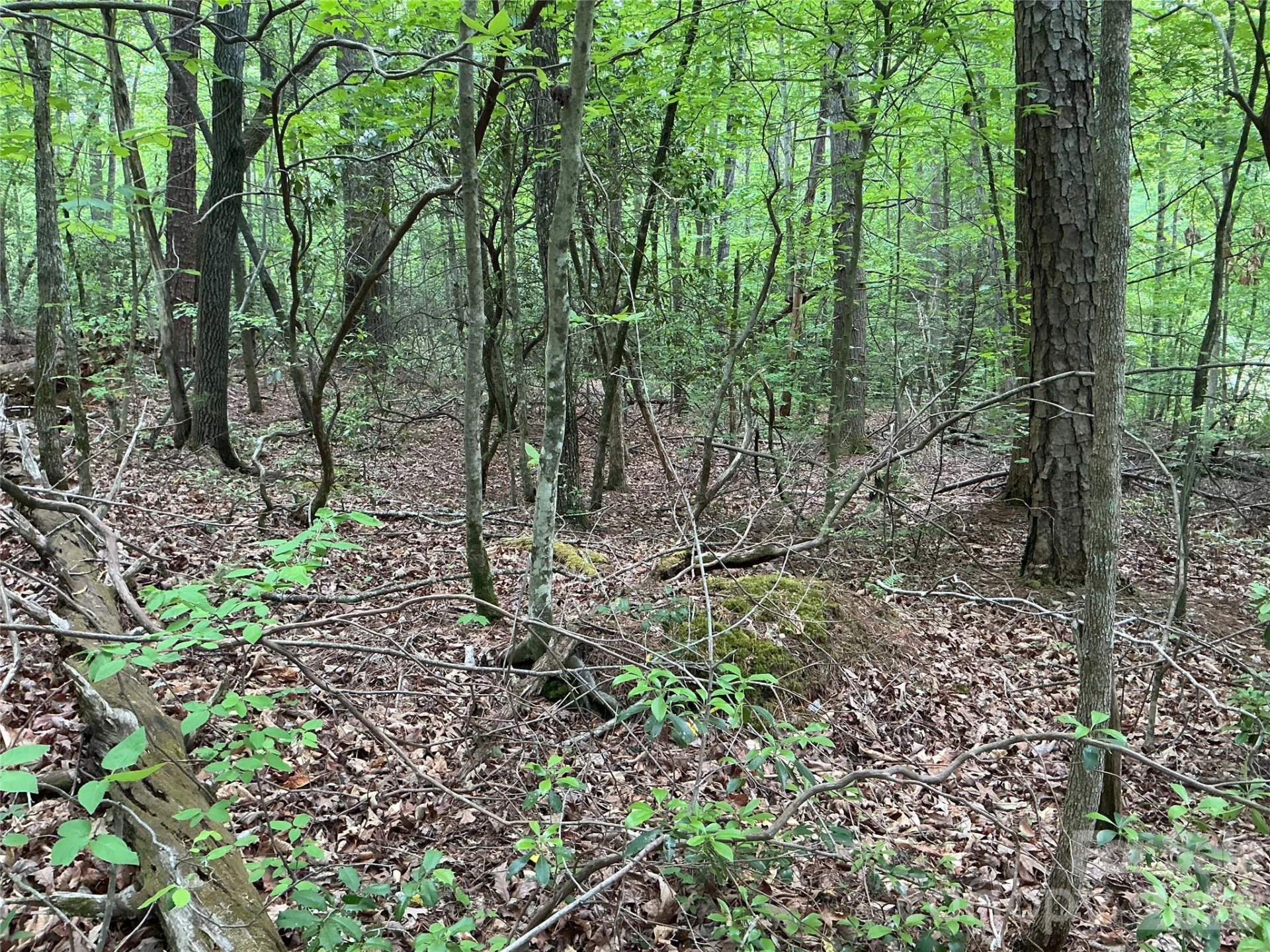 00 Green River Cove Road - Photo 6