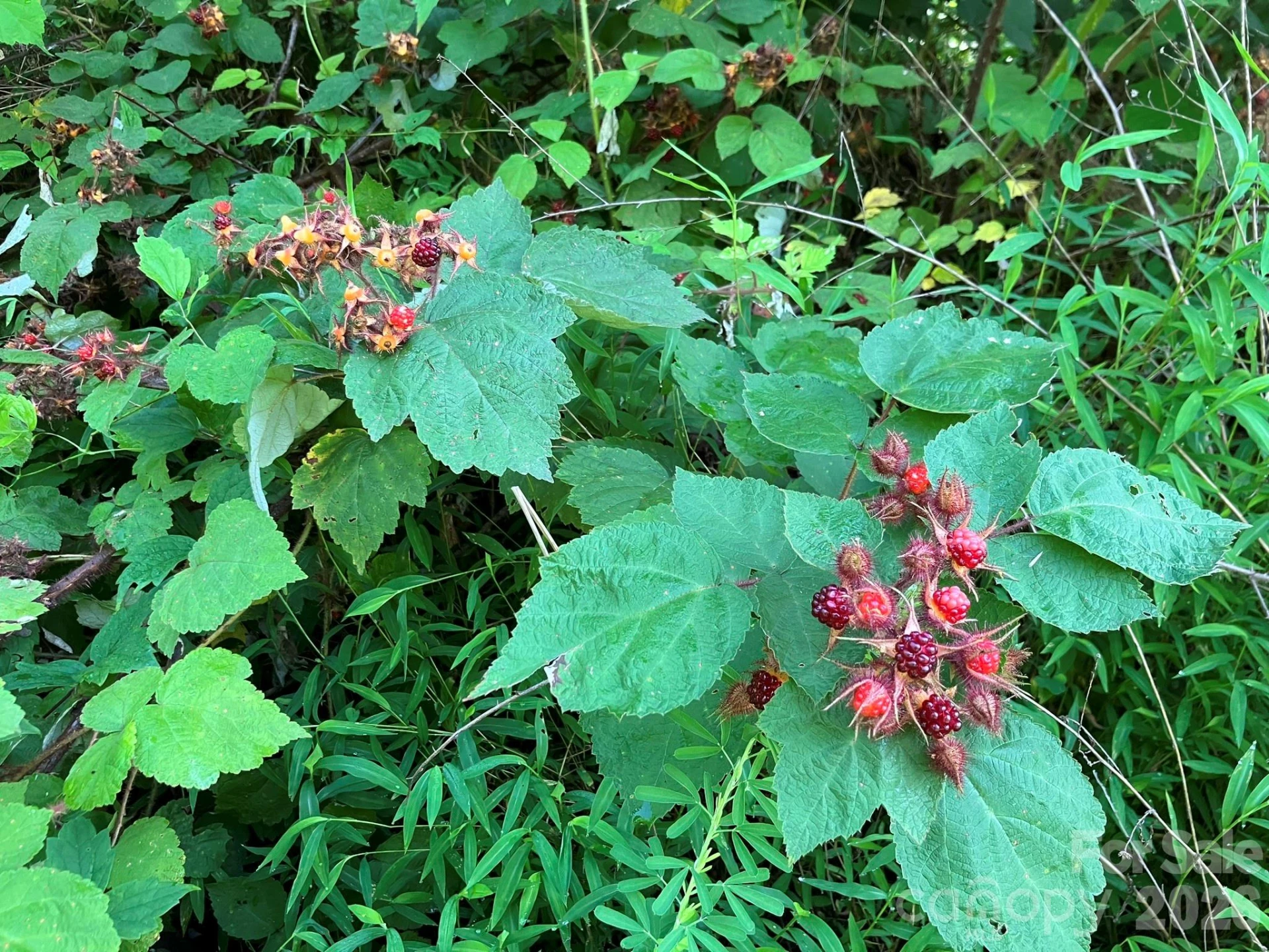 0 Rolling Ridge Trail #315 - Photo 13