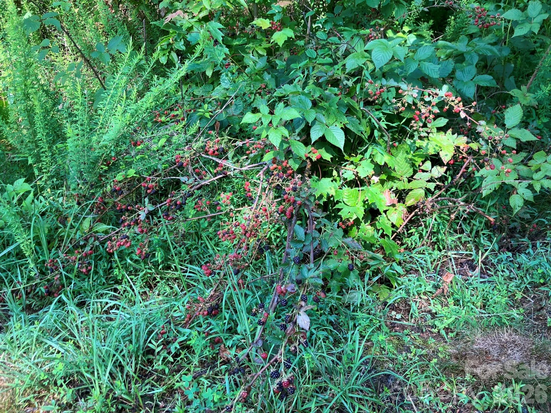 0 Cherokee Trail #6 - Photo 12