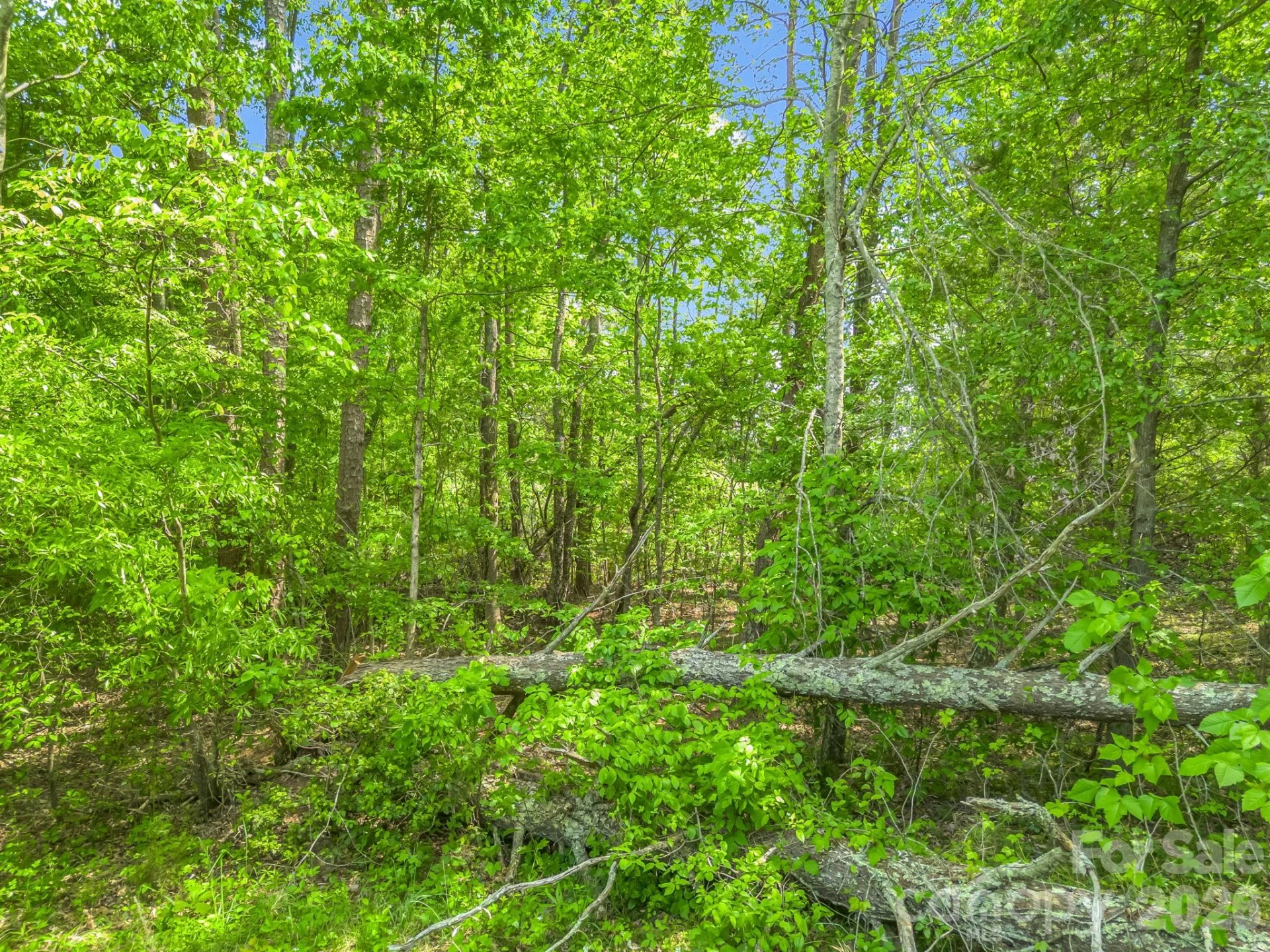 00 Smith Grove Road - Photo 8