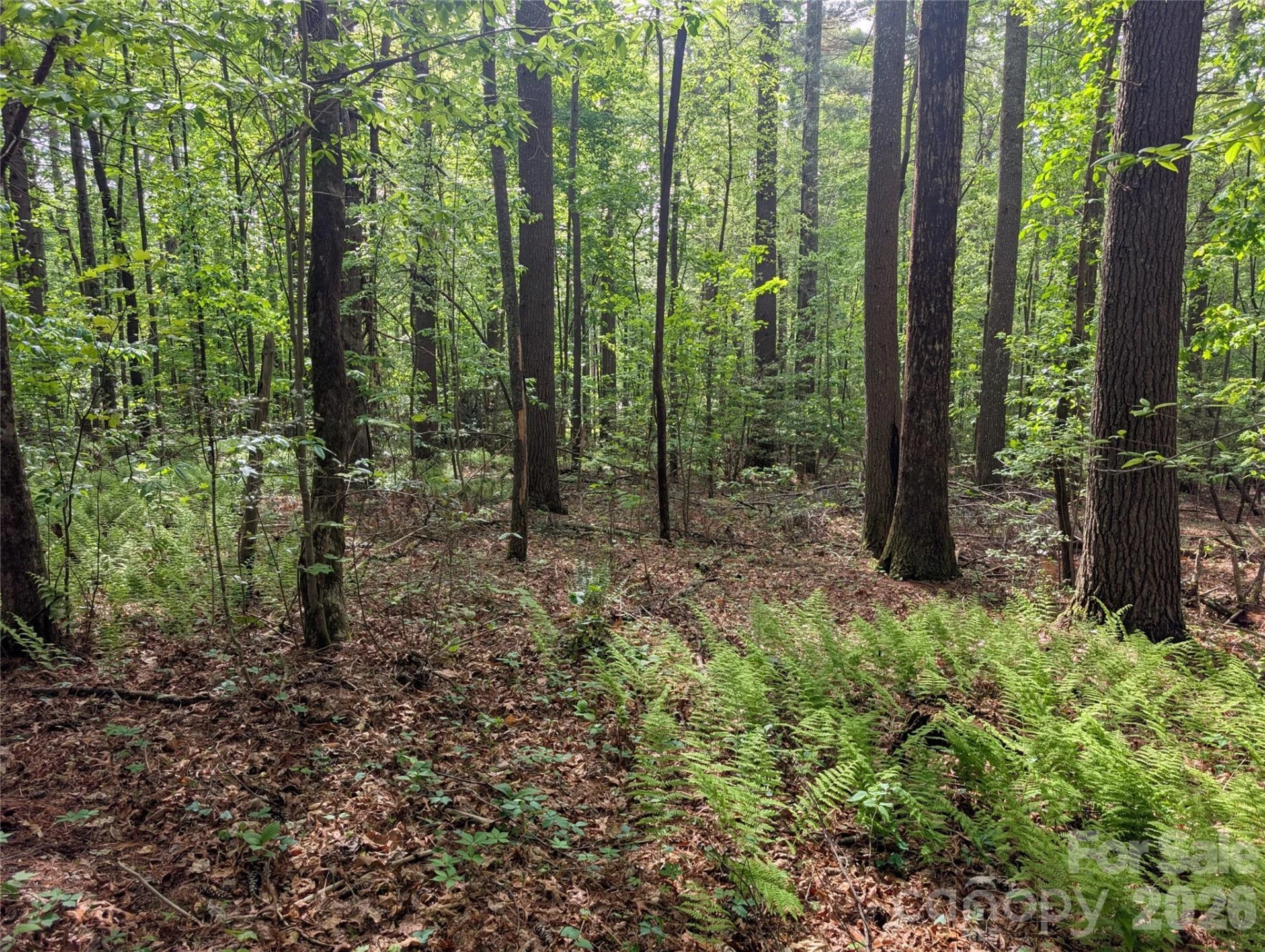 00 Hosta Lane - Photo 14