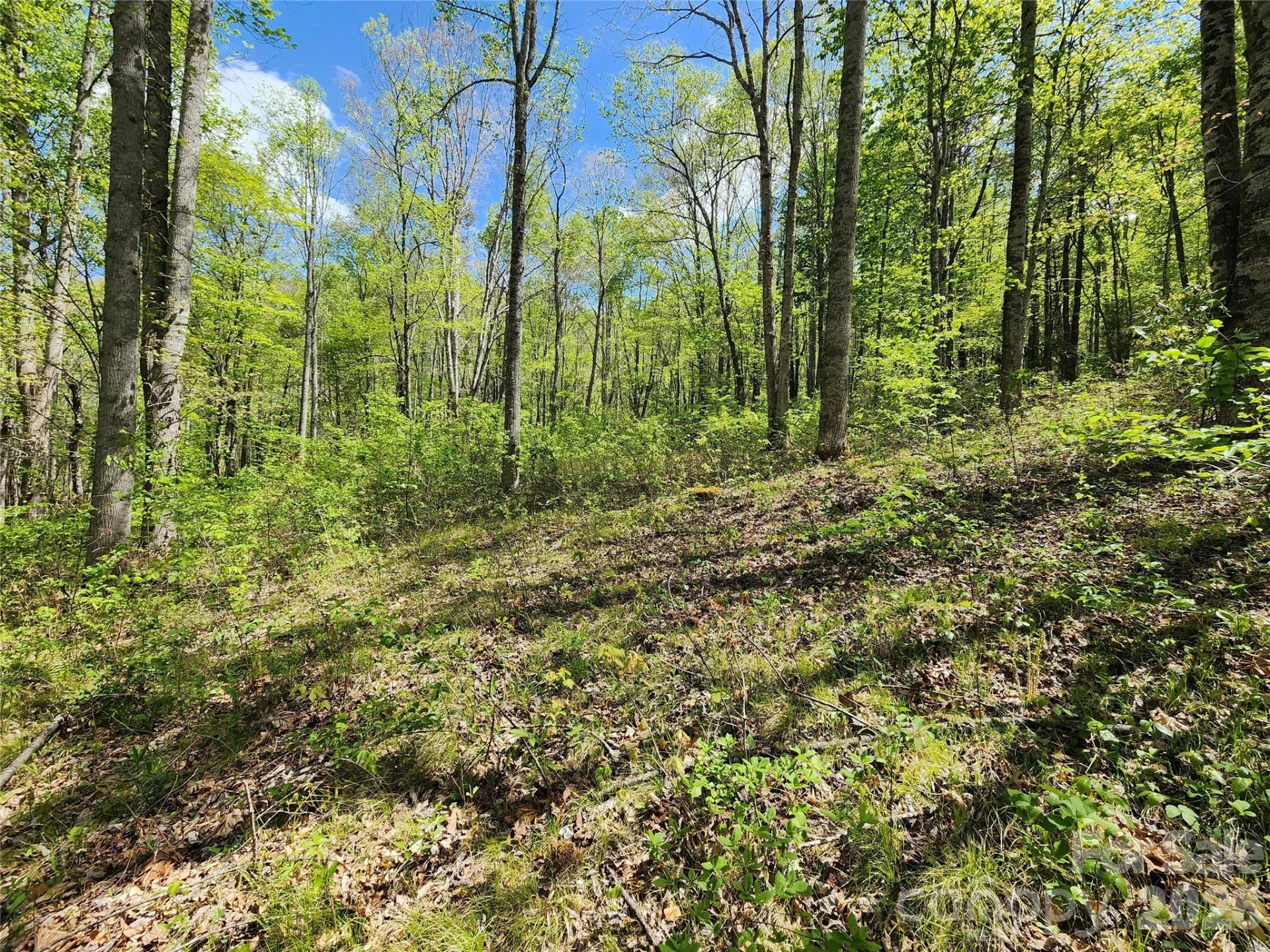 165 Wagon Wheel Way #2 - Photo 2