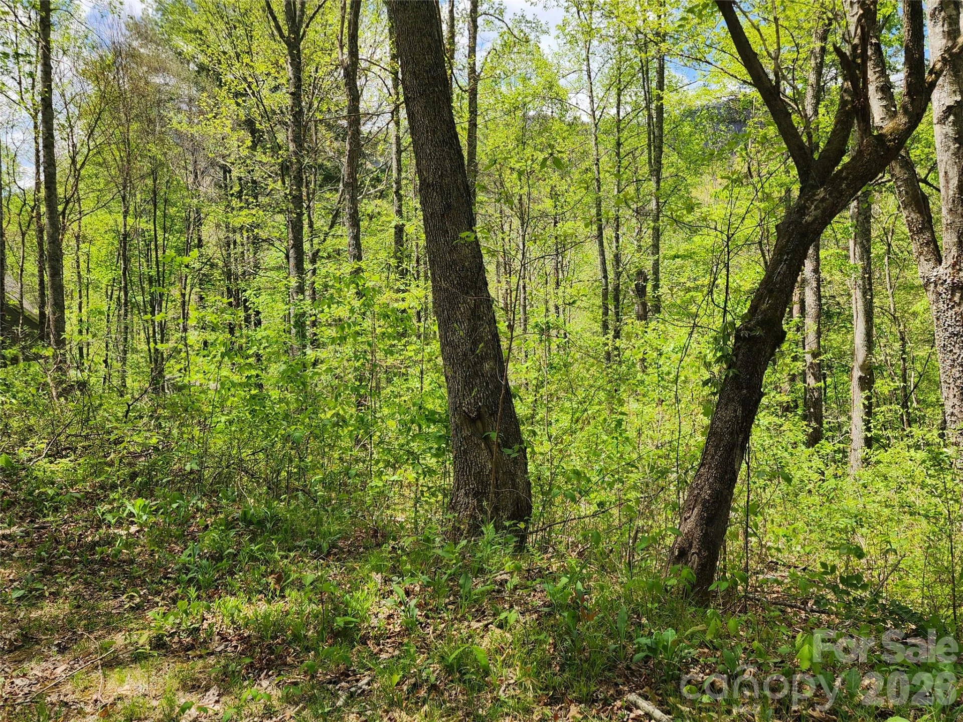 165 Wagon Wheel Way #2 - Photo 5