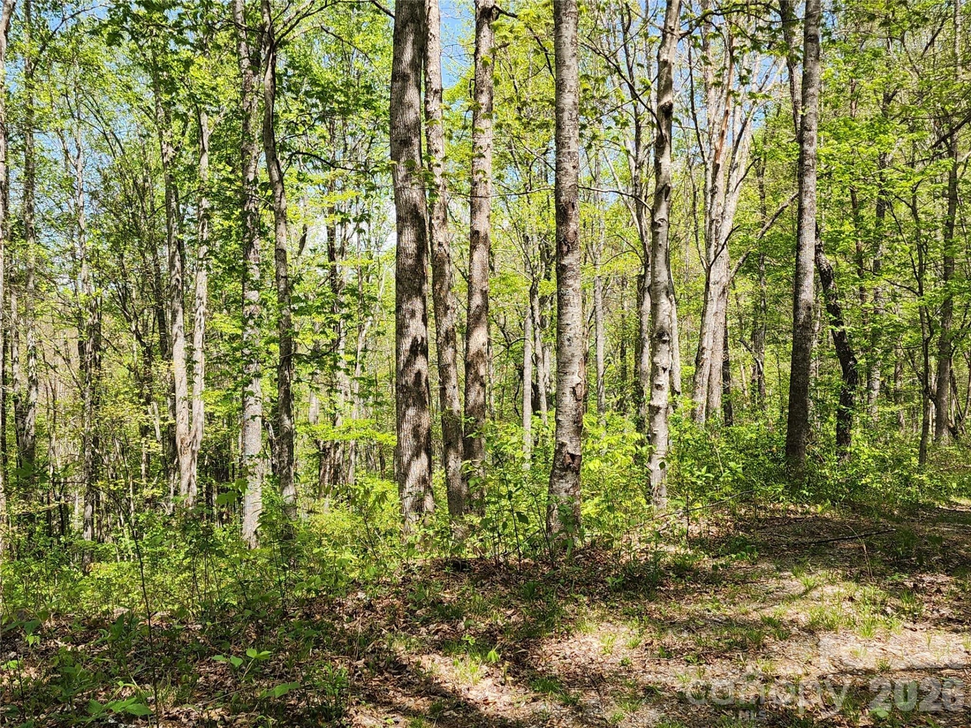 165 Wagon Wheel Way #2 - Photo 9