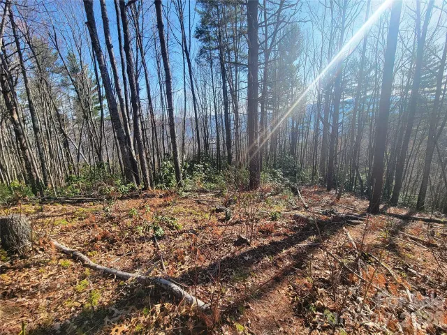 111 Digging Seng Trail
