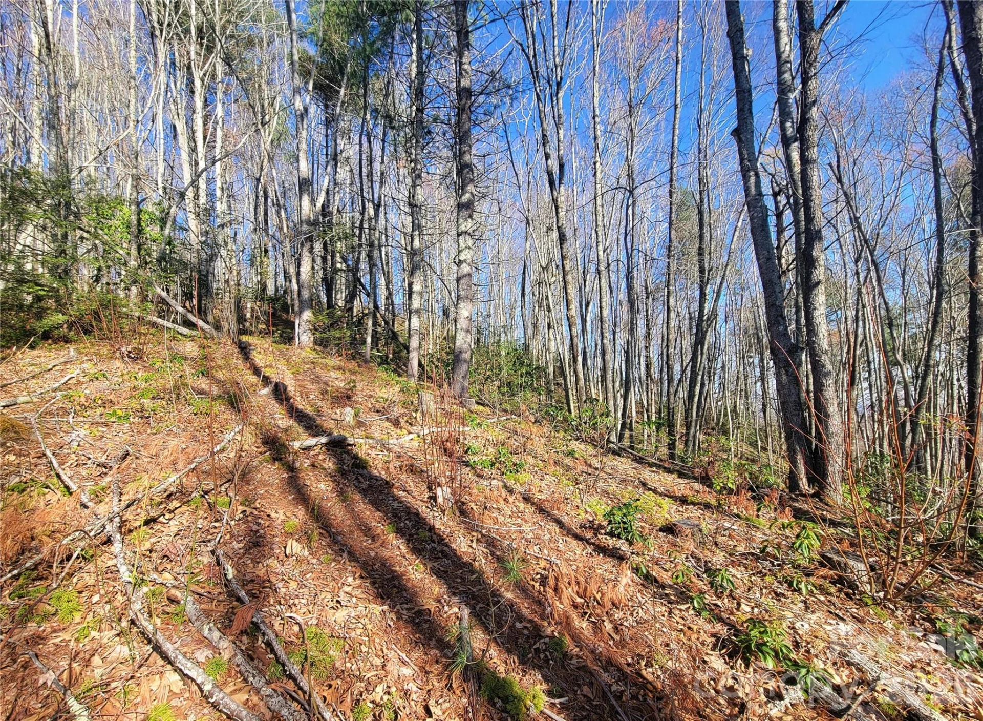 111 Digging Seng Trail #138 - Photo 8