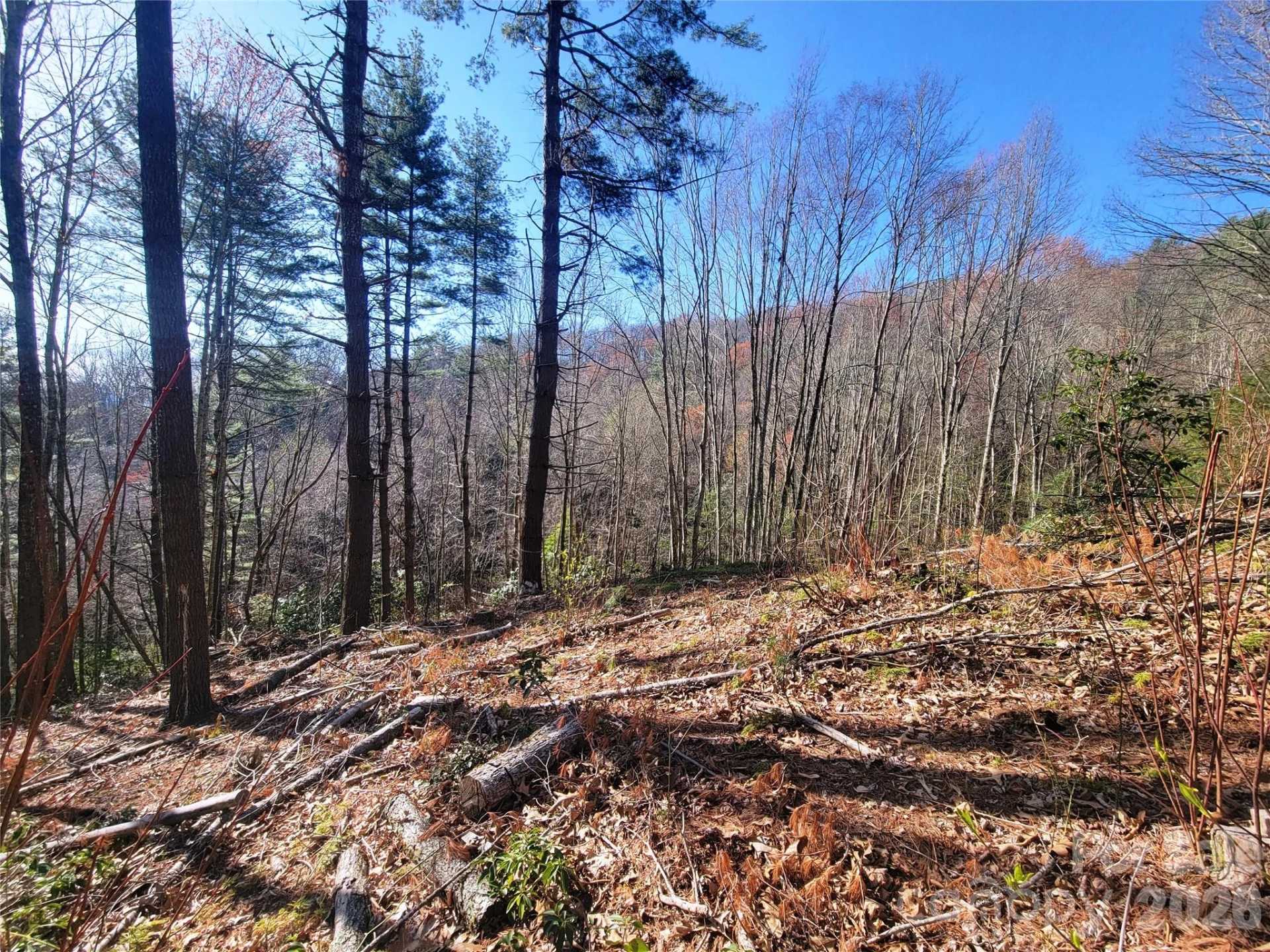 111 Digging Seng Trail #138 - Photo 6