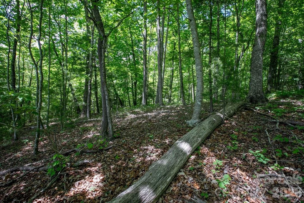 TBD Diamond Creek Road - Photo 16