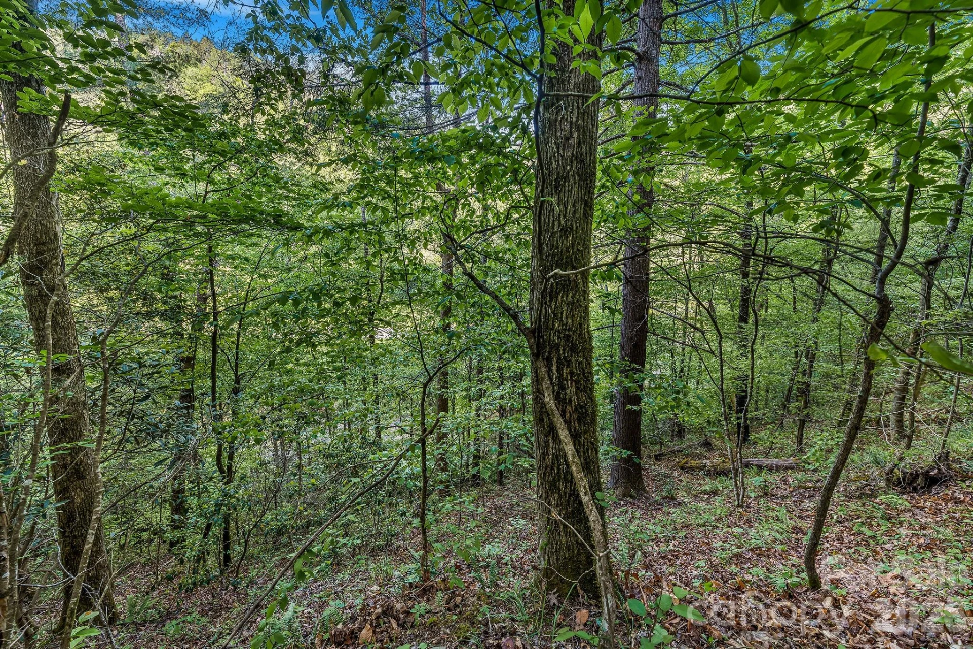 31 Caddis Court - Photo 5