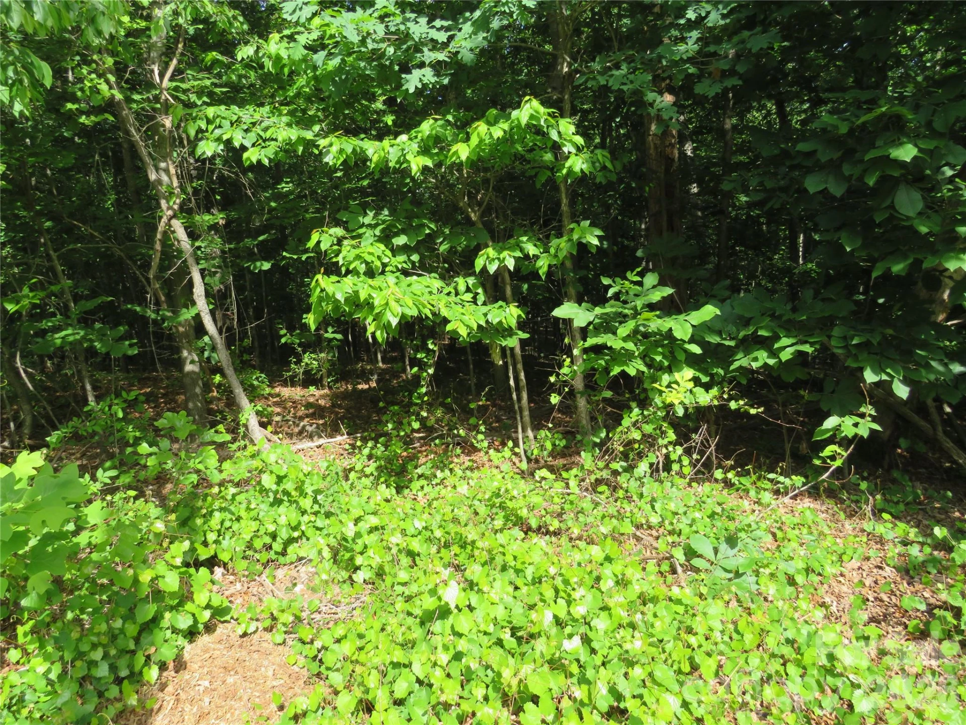 0 S Woodleaf Road - Photo 5