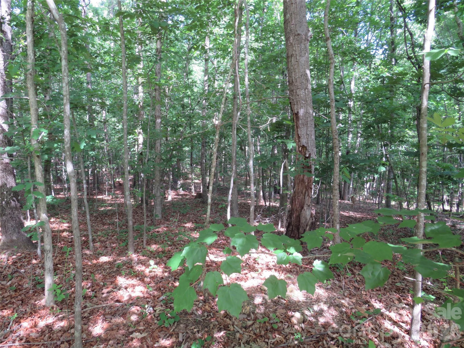 0 S Woodleaf Road - Photo 9