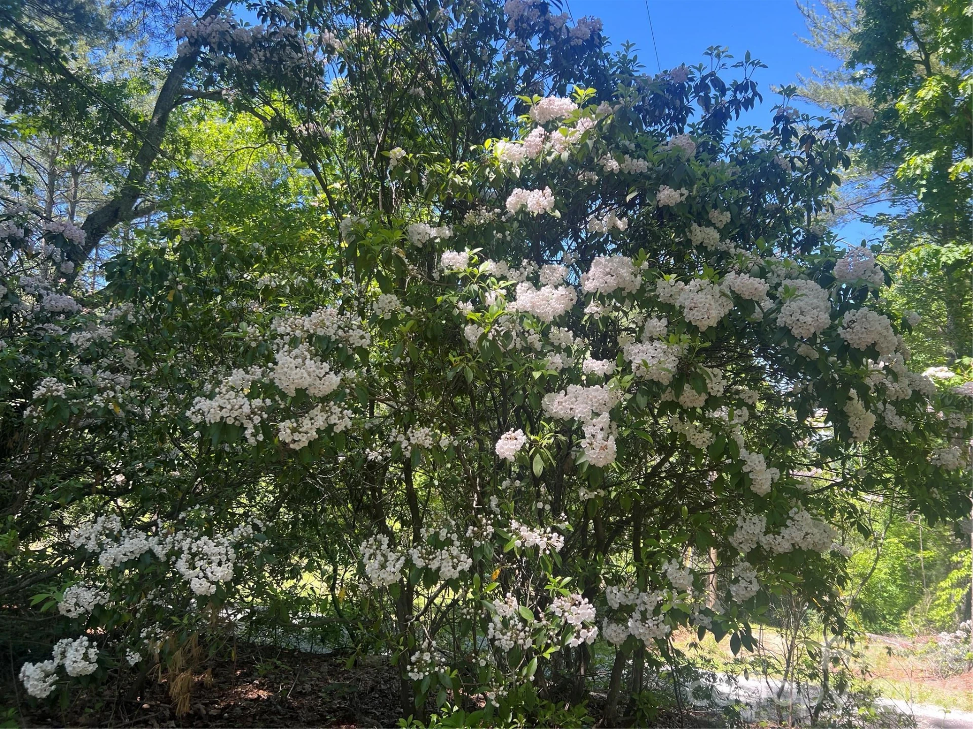 000 Mountain Laurel Lane - Photo 3