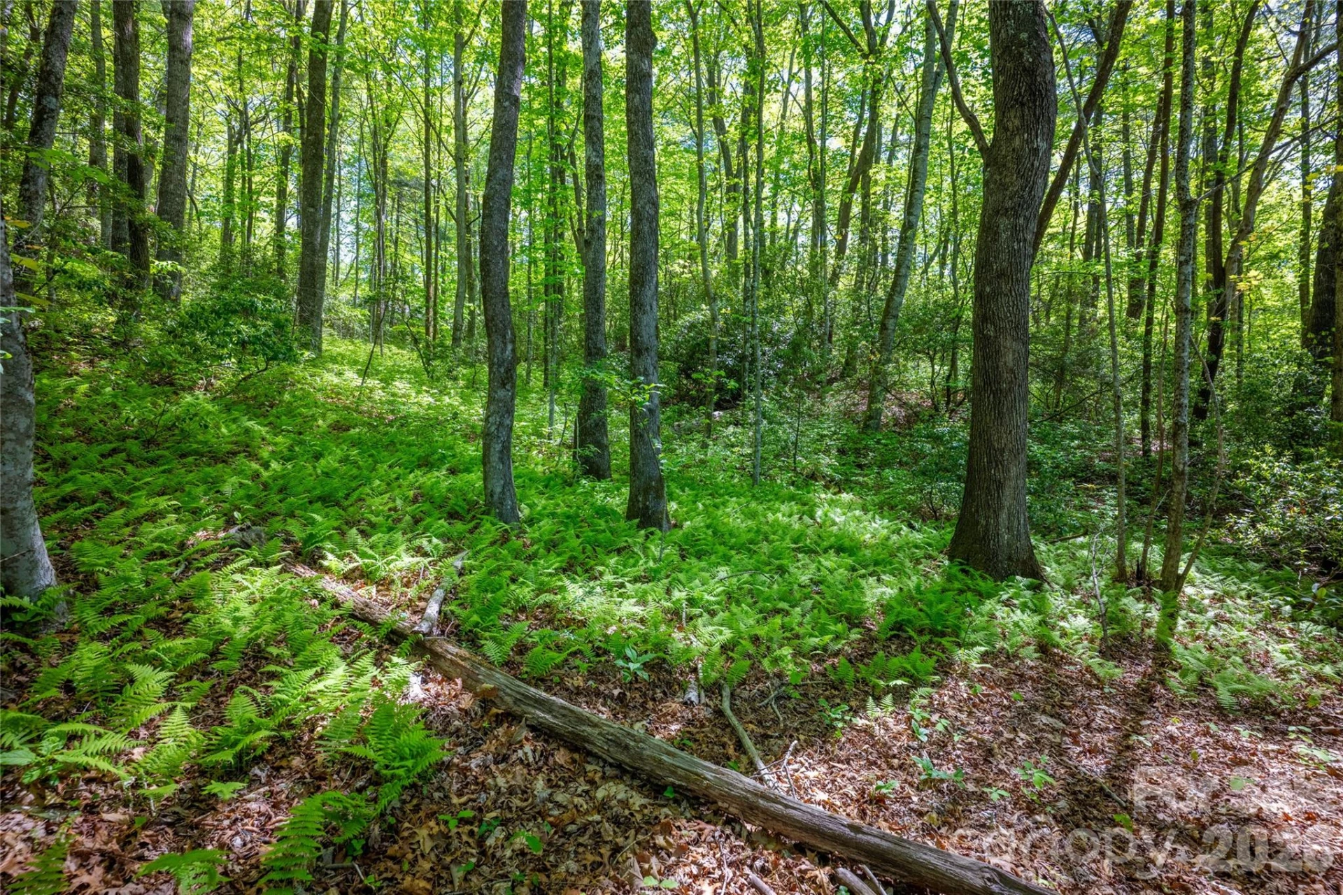 1923 Cold Mountain Road - Photo 16