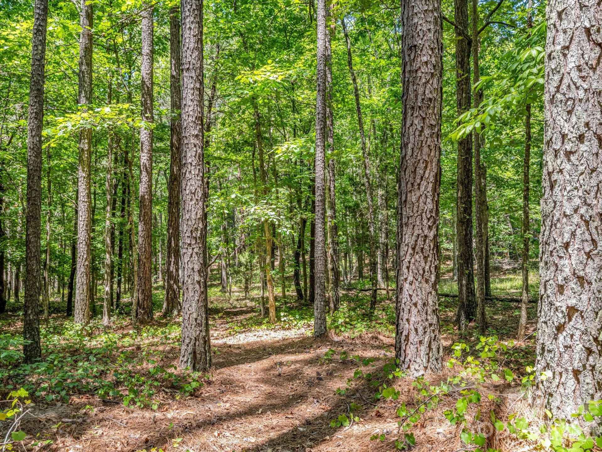 0 Jim Dobbins Road - Photo 38