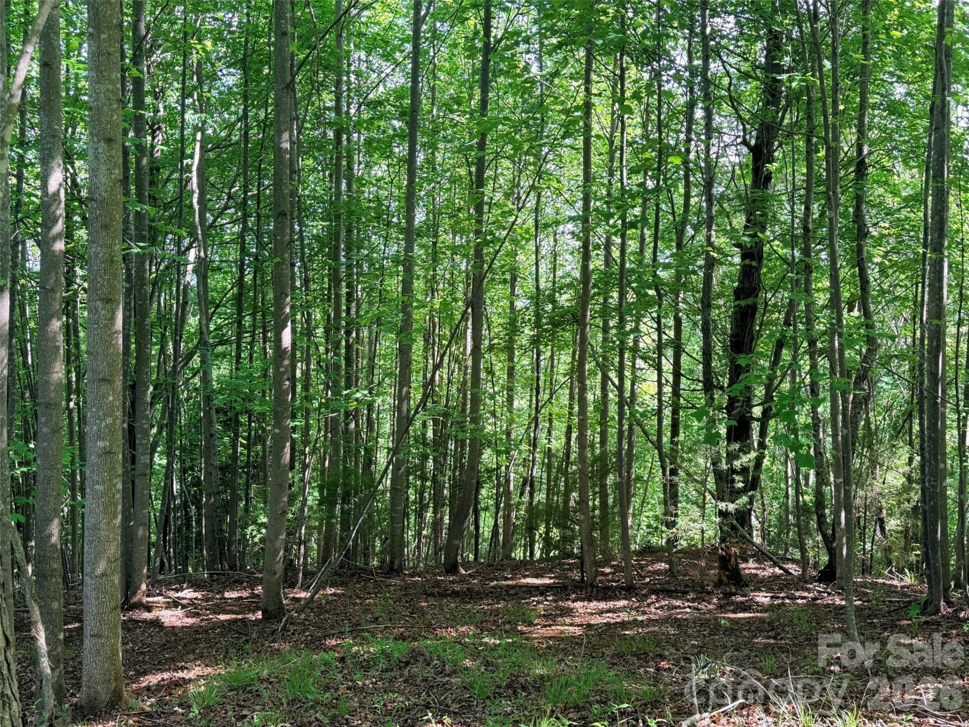Lot 8 High Rock Ridge - Photo 3