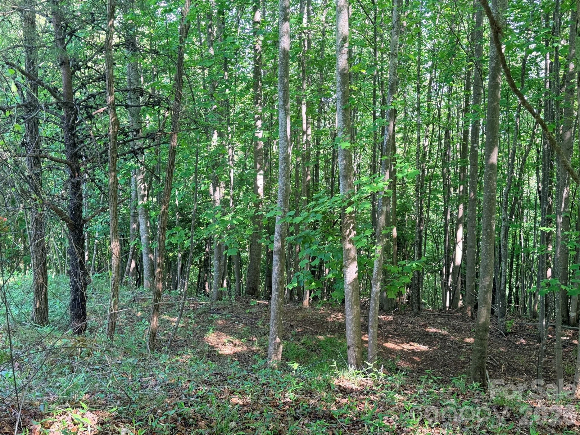 Lot 8 High Rock Ridge - Photo 10
