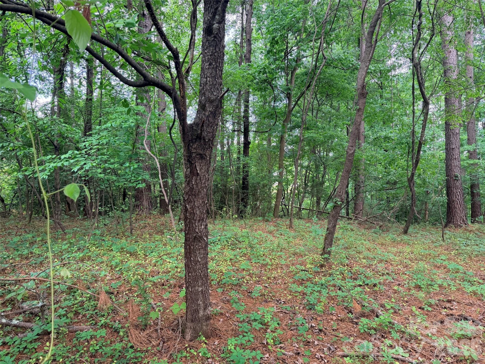 Lot 12 Sheepnose Drive - Photo 4
