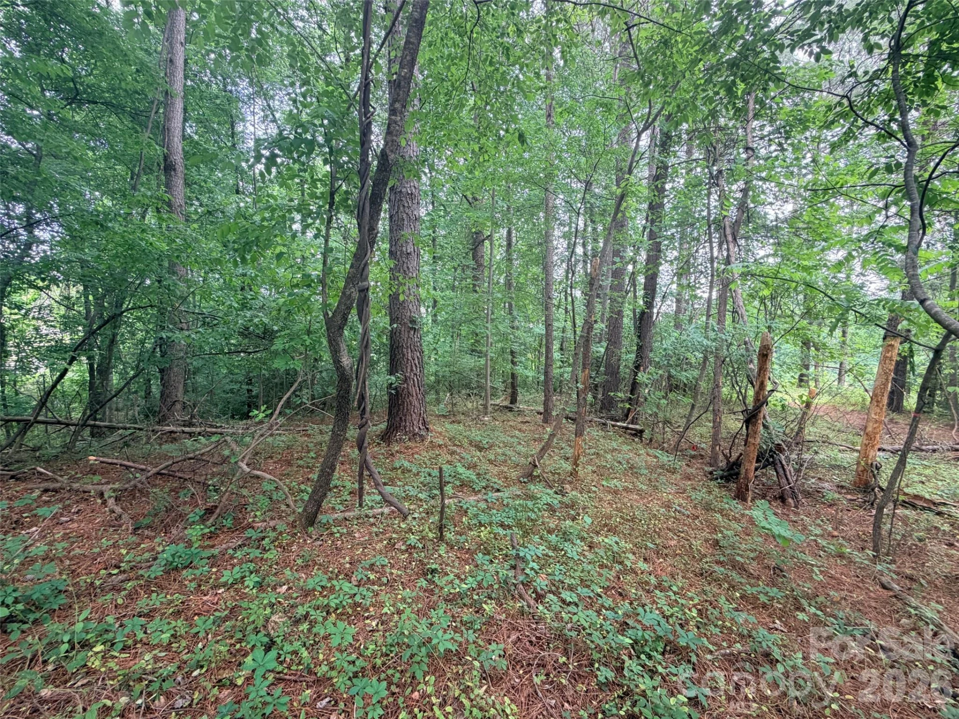 Lot 12 Sheepnose Drive - Photo 5