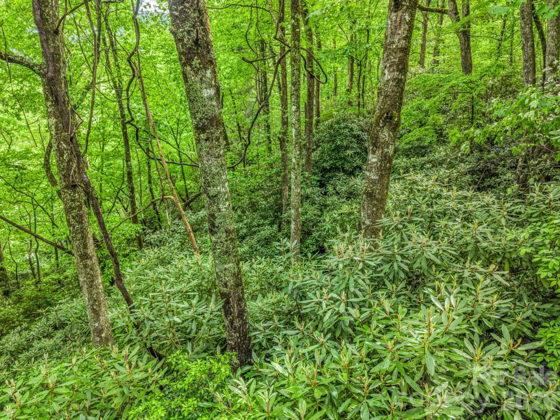 Lot 11,14,15,15a,19,29,33 Toxaway Trail #14/3 - Photo 35