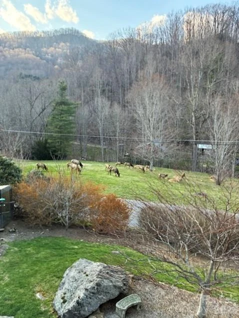 361 Black Camp Gap Road - Photo 42