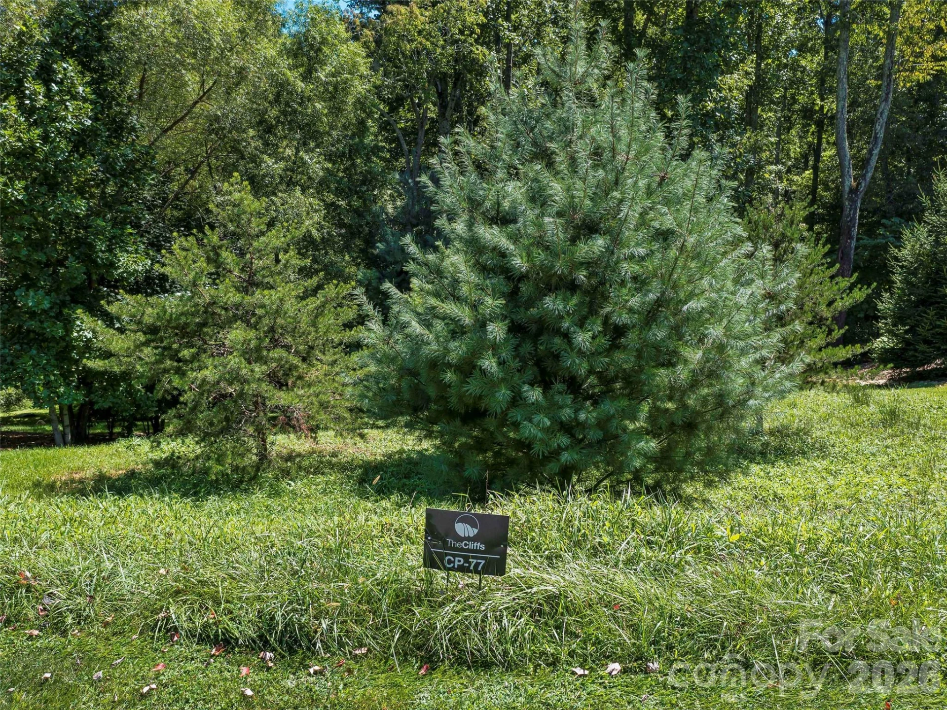 19 Mountain Orchid Way #77 - Photo 2