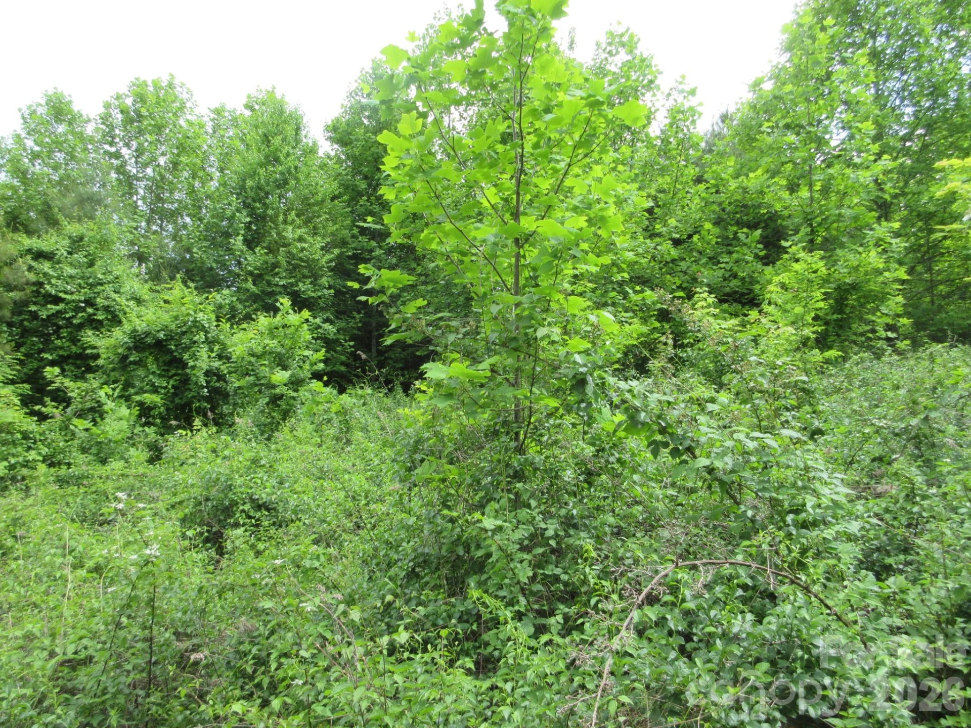 0 Rocky Top Trail #4 - Photo 15