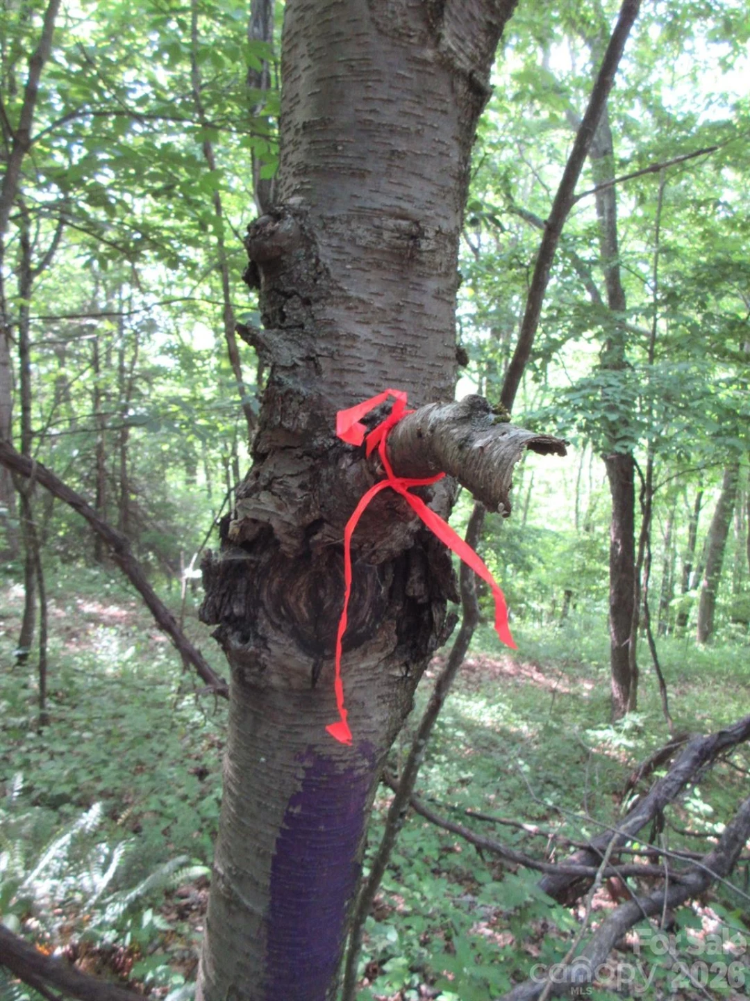 0 Rocky Top Trail #4 - Photo 32