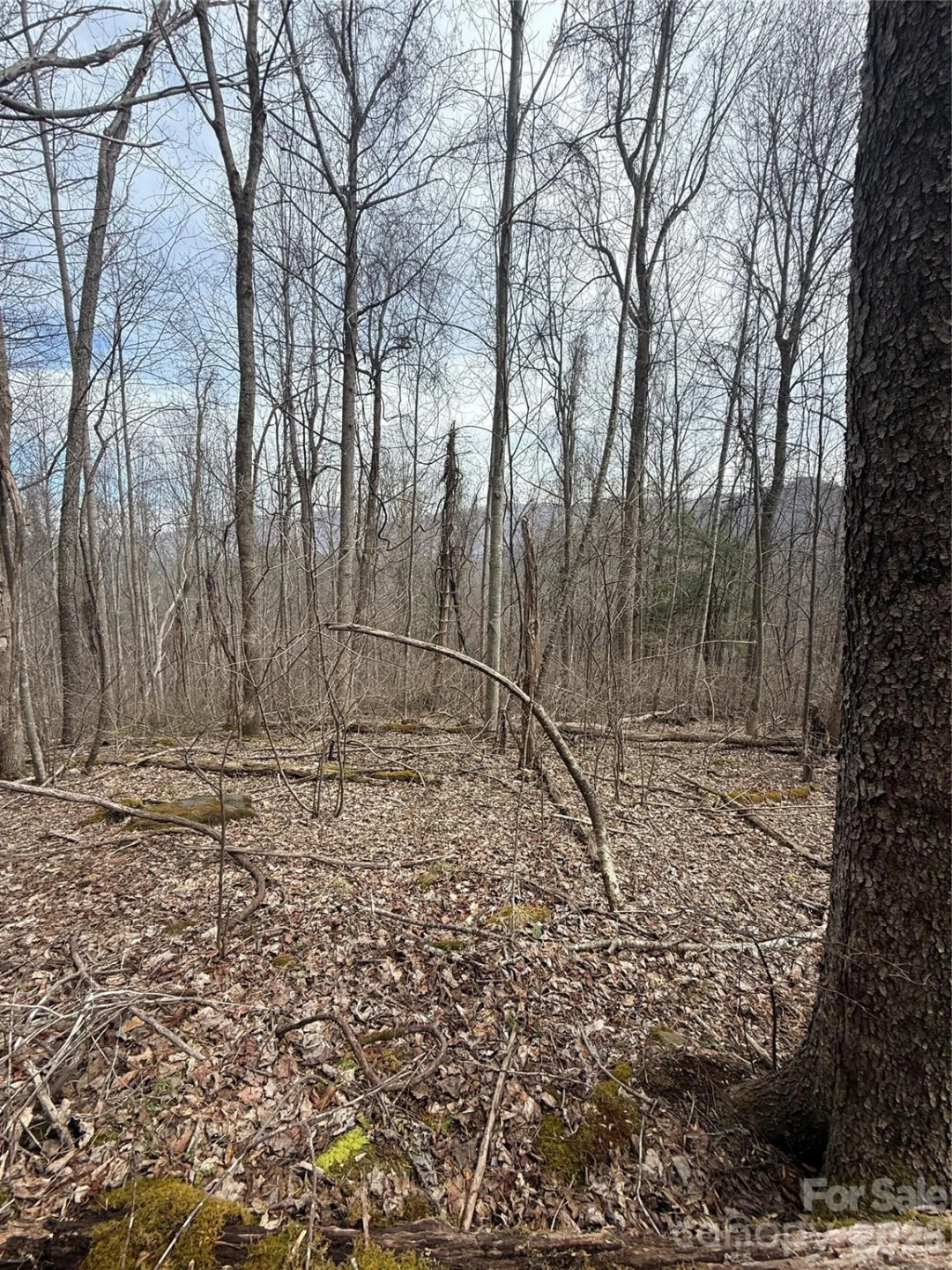 000 Caldwell Mountain Road - Photo 4