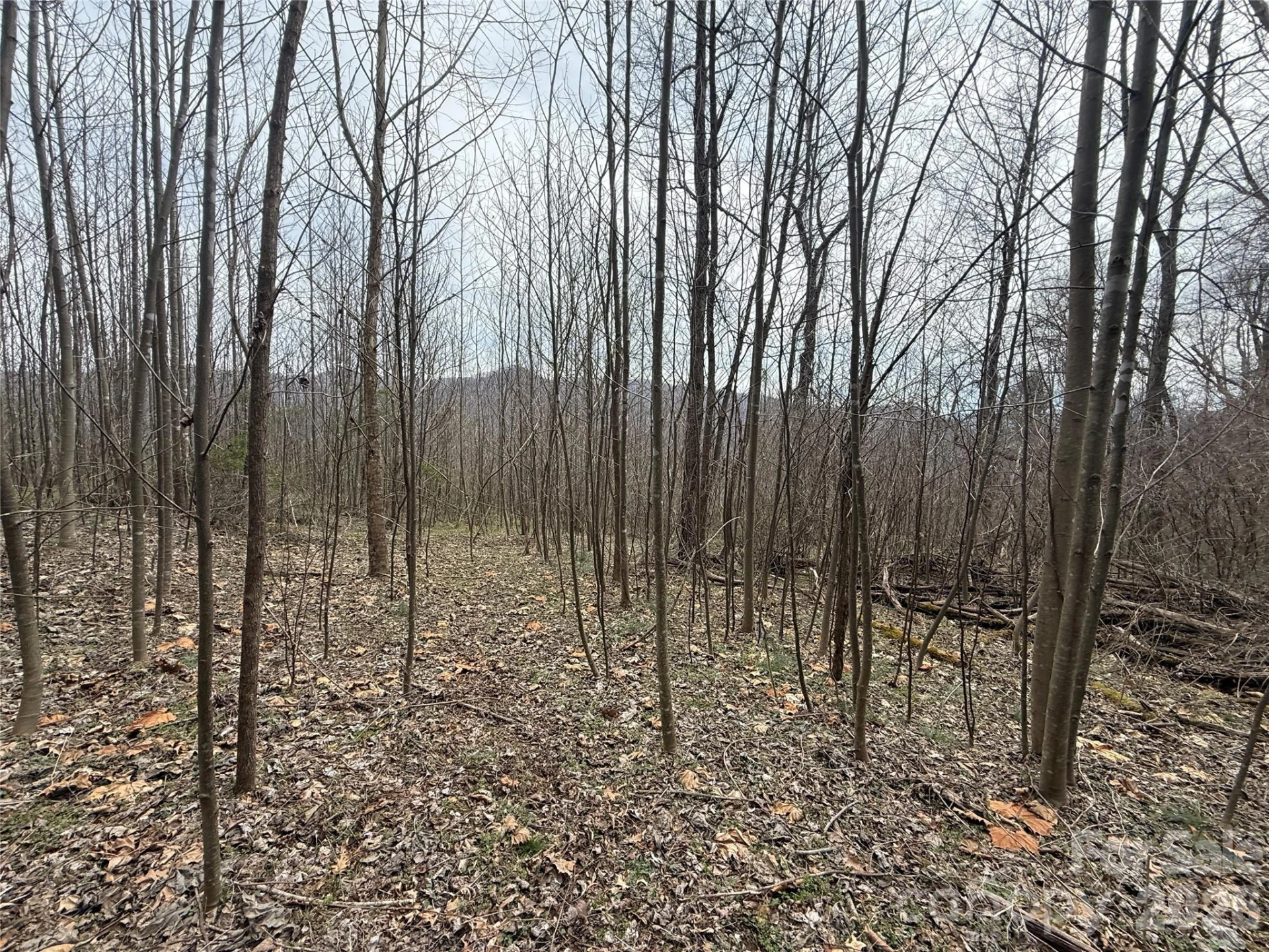 000 Caldwell Mountain Road - Photo 6