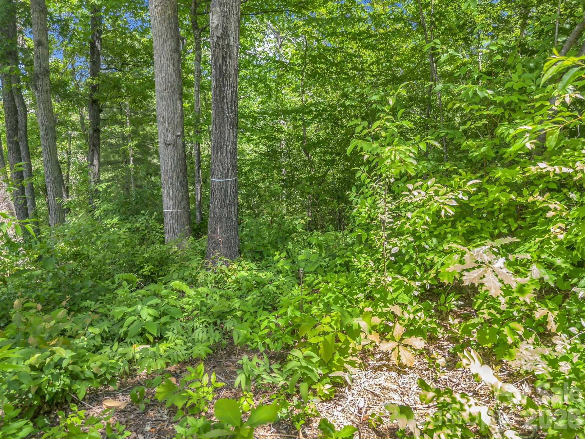 65 Bradford Vistas Vista - Photo 13
