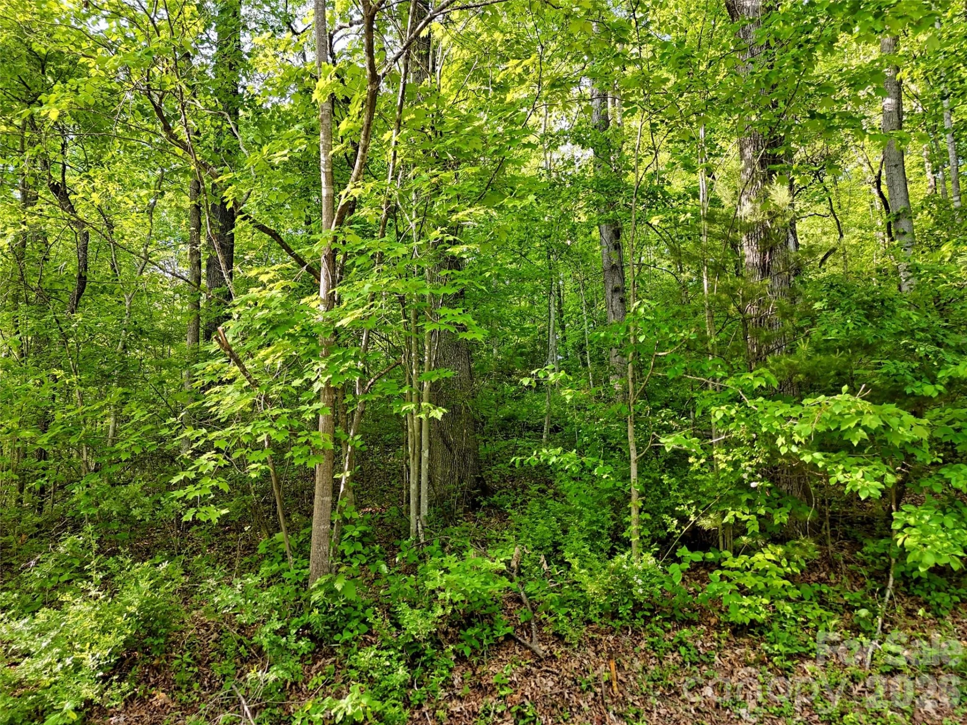 00 Junaluska Oaks Drive - Photo 5