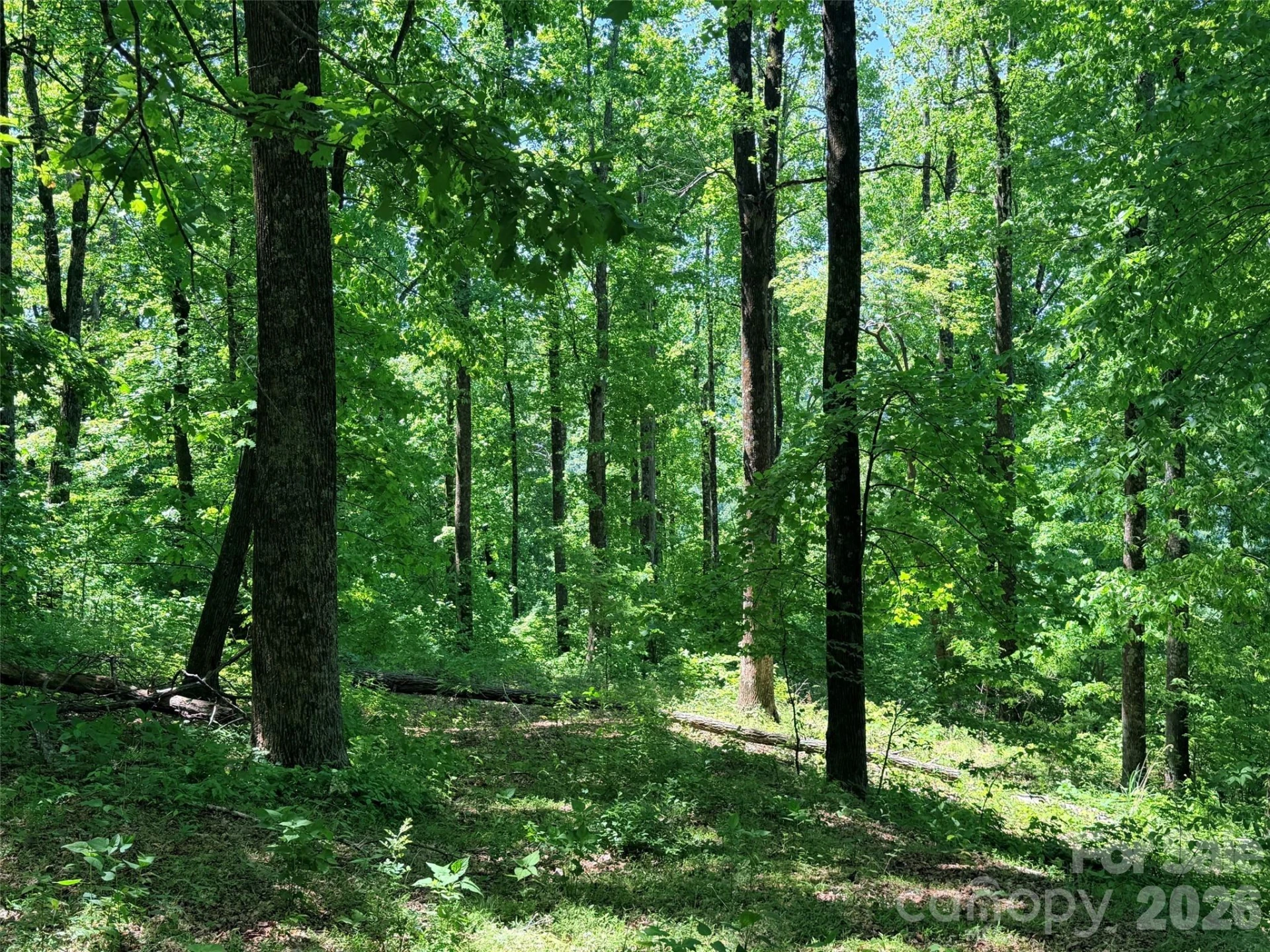 Lot 10 Timbercliff Trail - Photo 2