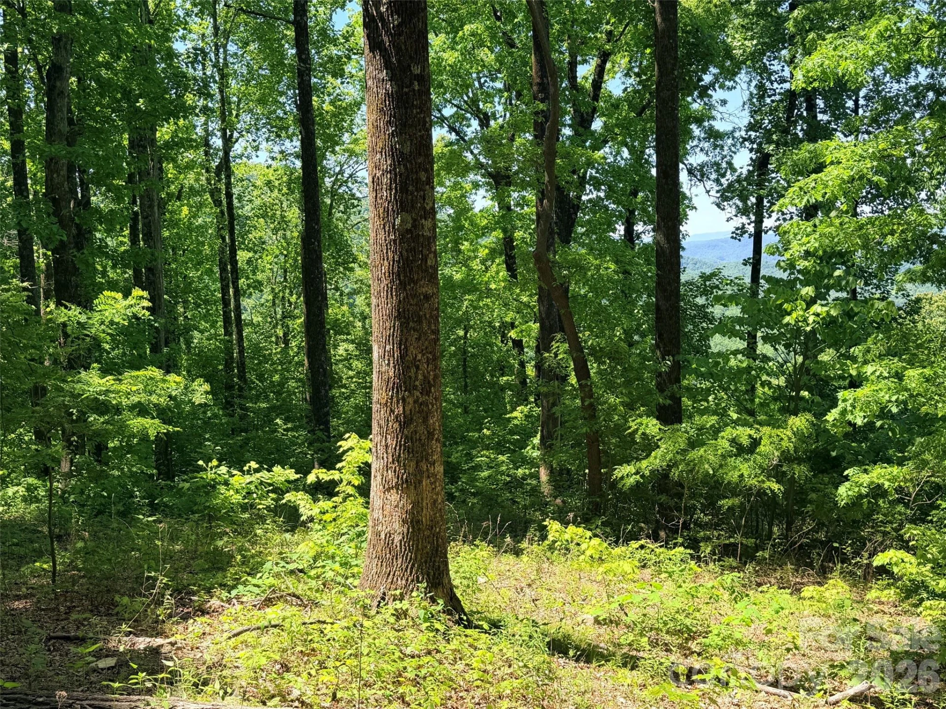 Lot 10 Timbercliff Trail - Photo 6