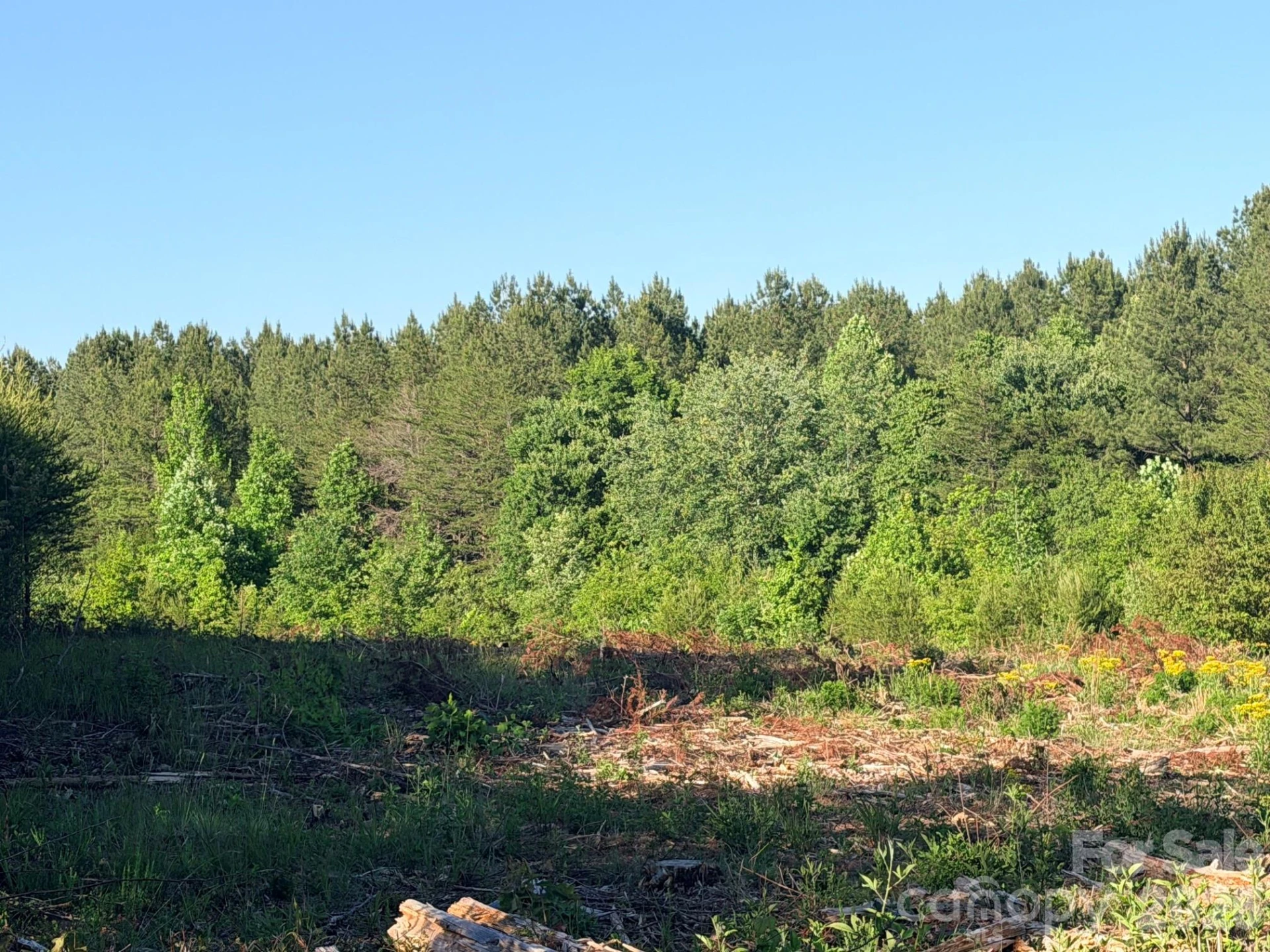 Lot 2 Doggett Grove Road - Photo 2