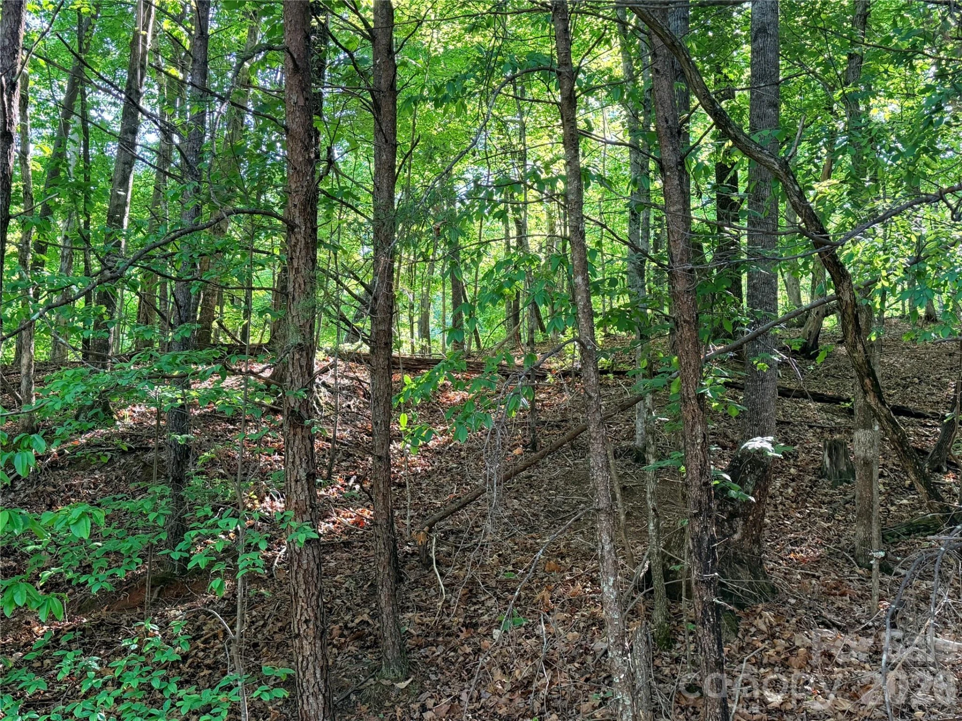 0000 Lakewood Drive - Photo 2